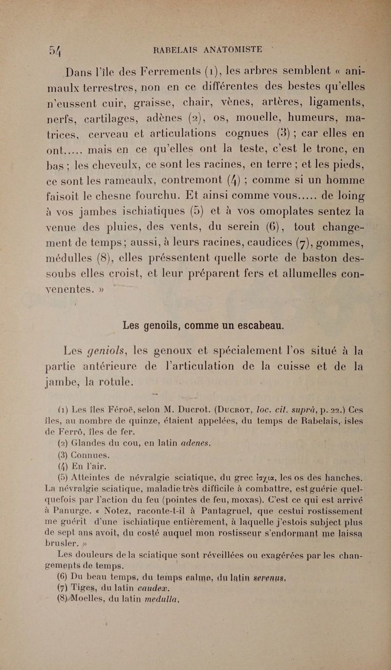 Dans l'ile des Ferrements (1), les arbres semblent « ani- maulx terrestres, non en ce différentes des bestes qu’elles n’eussent cuir, graisse, chair, vènes, artères, ligaments, perfs, cartilages, adènes (2), os, mouelle, humeurs, ma- trices, cerveau et articulations cognues (3) ; car elles en HITS mais en ce qu'elles ont la teste, c’est le tronc, en bas ; les cheveulx, ce sont les racines, en terre ; et les pieds, ce sont les rameaulx, contremont (4) ; comme si un homme faisoit le chesne fourchu. Et ainsi comme vous... de loing à vos jambes ischiatiques (5) et à vos omoplates sentez la venue des pluies, des vents, du serein (6), tout change- ment de temps; aussi, à leurs racines, caudices (7), gommes, médulles (8), elles préssentent quelle sorte de baston des- soubs elles croist, et leur préparent fers et allumelles con- venentes. » Les genoiïls, comme un escabeau. Les geniols, les genoux et spécialement l'os situé à la partie antérieure de l'articulation de la cuisse et de la jambe, la rotule. = (1) Les îles Féroë, selon M. Ducrot. (Ducror, loc. cit. suprà, p. 22.) Ces îles, au nombre de quinze, étaient appelées, du temps de Rabelais, isles de Ferrô, îles de fer. (2) Glandes du cou, en latin adenes. (3) Connues. (4) En l'air. (5) Atteintes de névralgie sciatique, du grec tsyt«, les os des hanches. La névralgie sciatique, maladie très difficile à combattre, est guérie quel- quefois par l’action du feu (pointes de feu, moxas). C’est ce qui est arrivé à Panurge. « Notez, raconte-t-il à Pantagruel, que cestui rostissement me guérit d'une ischiatique entièrement, à laquelle j'estois subject plus de sept ans avoit, du costé auquel mon rostisseur s'endormant me laissa brusler. » Les douleurs de la sciatique sont réveillées ou exagérées par les chan- gements de temps. (6) Du beau temps, du temps ealme, du latin serenus, (7) Tiges, du latin caudex. (3)Moelles, du latin medulla,