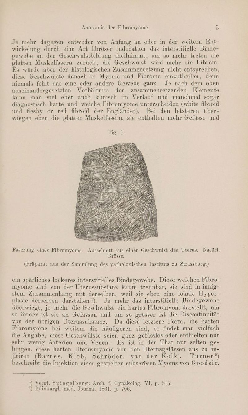 Je mehr dagegen entweder von Anfang an oder in der weitern Ent- wickelung durch eine Art fibröser Induration das interstitielle Binde- gewebe an der Geschwulstbildung theilnimmt, um so mehr treten die glatten Muskelfasern zurück, die Geschwulst wird mehr ein Fibrom. Es würde aber der histologischen Zusammensetzung nicht entsprechen, diese Geschwülste danach in Myome und Fibrome einzutheilen, denn niemals fehlt das eine oder andere Gewebe ganz. Je nach dem oben auseinandergesetzten Verhältniss der zusammensetzenden Elemente kann man viel eher auch klinisch im Verlauf und manchmal sogar diagnostisch harte und weiche Fibromyome unterscheiden (white fibroid und fleshy or red fibroid der Engländer). Bei den letzteren über- wiegen eben die glatten Muskelfasern, sie enthalten mehr Gefässe und Faserung eines Fibromyoms. Ausschnitt aus einer Geschwulst des Uterus. Natürl. (srösse. (Präparat aus der Sammlung des pathologischen Instituts zu Strassburg.) ein spärliches lockeres interstitielles Bindegewebe. Diese weichen Fibro- myome sind von der Uterussubstanz kaum trennbar, sie sind in innig- stem Zusammenhang mit derselben, weil sie eben eine lokale Hyper- plasie derselben darstellen). Je mehr das interstitielle Bindegewebe überwiegt, je mehr die Geschwulst ein hartes Fibromyom darstellt, um so ärmer ist sie an Gefässen und um so grösser ist die Discontinuität von der übrigen Uterussubstanz. Da diese letztere Form, die harten Fibromyome bei weitem die häufigeren sind, so findet man vielfach die Angabe, diese Geschwülste seien ganz gefässlos oder enthielten nur sehr wenig Arterien und Venen. Es ist in der That nur selten ge- lungen, diese harten Uterusmyome von den Uterusgefässen aus zu in- jieiren (Barnes, Klob, Schröder, van der Kolk). Turner’) beschreibt die Injektion eines gestielten subserösen Myoms von Goodsir. ') Vergl. Spiegelberg: Arch. f. Gynäkolog. VI, p. 515. °) Edinburgh med. Journal 1861, p. 706.