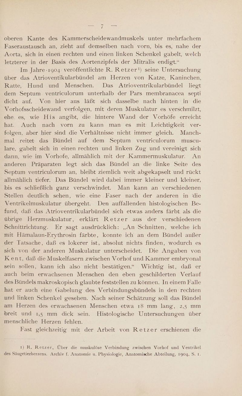 oberen Kante des Kammerscheidewandmuskels unter mehrfachem Faseraustausch an, zieht auf demselben nach vorn, bis es, nahe der Aorta, sich in einen rechten und einen linken Schenkel gabelt, welch letzterer in der Basis des Aortenzipfels der Mitralis endigt.“ Im Jahre 1904: veröffentlichte R. Retzer!) seine Untersuchung über das Atrioventikularbündel am Herzen von Katze, Kaninchen, Ratte, Hund und Menschen. Das Atrioventrikularbündel liegt dem Septum. ventriculorum unterhalb der Pars membranacea septi dicht auf. Von hier aus läßt sich dasselbe nach hinten in die Vorhofsscheidewand verfolgen, mit deren Muskulatur es verschmilzt, ehe es, wie His angibt, die hintere Wand der Vorhöfe erreicht Mat, Auch nach vorn -zu kann man:'es mit‘ Leichtigkeit ver- folgen, aber hier sind die Verhältnisse nicht immer gleich. Manch- mal reitet das Bündel auf dem Septum ventriculorum muscu- lare, gabelt sich in einen rechten und linken Zug und vereinigt sich dann, wie im Vorhofe, allmählich mit der Kammermuskulatur. An anderen Präparaten legt sich das Bündel an die linke Seite des Septum ventriculorum an, bleibt ziemlich weit abgekapselt und rückt allmählich tiefer. Das Bündel wird dabei immer kleiner und kleiner, bis es schließlich ganz verschwindet. Man kann an verschiedenen Stellen deutlich sehen, wie eine Faser nach der anderen in die Ventrikelmuskulatur übergeht. Den auffallenden histologischen Be- fund, daß das Atrioventrikularbündel sich etwas anders färbt als die übrige Herzmuskulatur, erklärt Retzer aus der verschiedenen Schnittrichtung. Er sagt ausdrücklich: „An Schnitten, welche ich mit Hämalaun-Erythrosin färbte, konnte ich an dem Bündel außer der Tatsache, daß es lokerer ist, absolut nichts finden, wodurch es sich von der anderen Muskulatur unterscheidet. Die Angaben von Kent, daß die Muskelfasern zwischen Vorhof und Kammer embryonal sein sollen, kann ich also nicht bestätigen.“ Wichtig ist, daß er auch beim erwachsenen Menschen den eben geschilderten Verlauf des Bündels makroskopisch glaubte feststellen zu können. In einem Falle hat er auch eine (rabelung des Verbindungsbündels in den rechten und linken Schenkel gesehen. Nach seiner Schätzung soll das Bündel am Herzen des erwachsenen Menschen etwa ı8 mm lang, 2,5; mm breit und 1,5 mm dick sein. Histologische Untersuchungen über menschliche Herzen fehlen. Fast gleichzeitig mit der Arbeit von Retzer erschienen die I) R. Retzer, Über die muskulöse Verbindung zwischen Vorhof und Ventrikel des Säugetierherzens. Archiv f. Anatomie u. Physiologie, Anatomische Abteilung, 1904, S. 1.