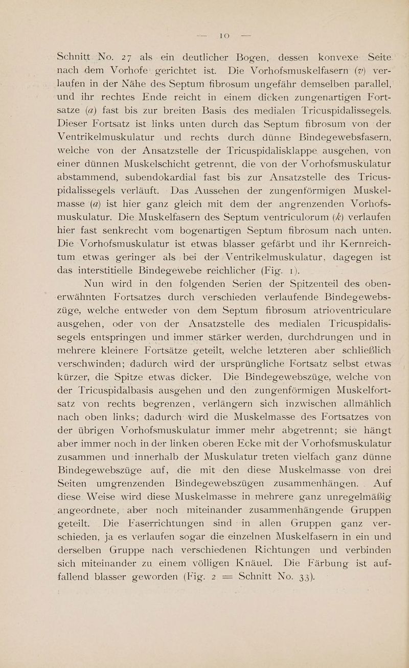 Schnitt No. 27 als ein deutlicher Bogen, dessen konvexe Seite nach dem Vorhofe' gerichtet ist. Die Vorhofsmuskelfasern (7) ver- laufen in der Nähe des Septum fibrosum ungefähr demselben parallel, und ihr rechtes Ende reicht in einem dicken zungenartigen Fort- satze (a) fast bis zur breiten Basis des medialen Tricuspidalissegels. Dieser Fortsatz ist links unten durch das Septum fibrosum von der Ventrikelmuskulatur .und rechts durch dünne Bindegewebsfasern, welche von der Ansatzstelle der Tricuspidalisklappe ausgehen, von einer dünnen Muskelschicht getrennt, die von der Vorhofsmuskulatur abstammend, subendokardial fast bis zur Ansatzstelle des Tricus- pidalissegels verläuft. Das Aussehen der zungenförmigen Muskel- masse (a) ist hier ganz gleich mit dem der angrenzenden Vorlhofs- muskulatur. Die Muskelfasern des Septum ventriculorum () verlaufen hier fast senkrecht vom bogenartigen Septum fibrosum nach unten. Die Vorhofsmuskulatur ist etwas blasser gefärbt und ihr Kernreich- tum etwas geringer als bei der Ventrikelmuskulatur, dagegen ist das interstitielle Bindegewebe reichlicher (Fig. ı). Nun wird in den folgenden Serien der Spitzenteil des oben- erwähnten Fortsatzes durch verschieden verlaufende Bindegewebs- züge, welche entweder von dem Septum fibrosum atrioventriculare ausgehen, oder von der Ansatzstelle des medialen Tricuspidalis- segels entspringen und immer stärker werden, durchdrungen und in mehrere kleinere Fortsätze geteilt, welche letzteren aber schließlich verschwinden; dadurch wird der ursprüngliche Fortsatz selbst etwas kürzer, die Spitze etwas dicker. Die Bindegewebszüge, welche von der Tricuspidalbasis ausgehen und den zungenförmigen Muskelfort- satz von rechts begrenzen, verlängern sich inzwischen allmählich nach oben links; dadurch: wird die Muskelmasse des Fortsatzes von der übrigen Vorhofsmuskulatur immer mehr abgetrennt; sie hängt aber immer noch in der linken oberen Ecke mit der Vorhofsmuskulatur zusammen und innerhalb der Muskulatur treten vielfach ganz dünne Bindegewebszüge auf, die mit den diese Muskelmasse von drei Seiten umgrenzenden Bindegewebszügen zusammenhängen. . Auf diese Weise wird diese Muskelmasse in mehrere ganz unregelmäßig angeordnete, aber noch miteinander zusammenhängende Gruppen geteilt. .Die Faserrichtungen sind in allen Gruppen ganz ver- schieden, ja es verlaufen sogar die einzelnen Muskelfasern in ein und derselben Gruppe nach verschiedenen Richtungen und verbinden sich miteinander zu einem völligen Knäuel. Die Färbung ist auf- fallend blasser geworden (Fig. 2 = Schnitt No. 33).