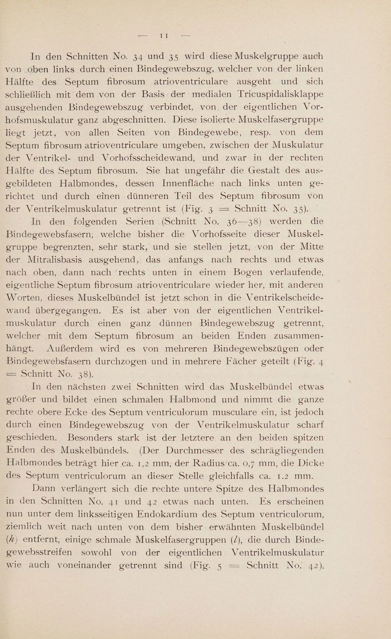 In den Schnitten No. 34 und 35 wird diese Muskelgruppe auch von .oben links durch einen Bindegewebszug, welcher von der linken Hälfte des Septum fibrosum atrioventriculare ausgeht und sich schließlich mit dem von der Basis der medialen Tricuspidalisklappe ausgehenden Bindegewebszug verbindet, von. der eigentlichen Vor- hofsmuskulatur ganz abgeschnitten. Diese isolierte Muskelfasergruppe liegt jetzt, von allen: Seiten von Bindegewebe, resp. von .dem Septum fibrosum atrioventriculare umgeben, zwischen der Muskulatur der Ventrikel- und Vorhofsscheidewand, und zwar in der rechten Hälfte des Septum fibrosum. Sie hat ungefähr die Grestalt des aus- gebildeten Halbmondes, dessen Innenfläche nach links unten ge- richtet und durch einen dünneren Teil des Septum fibrosum von der Ventrikelmuskulatur getrennt ist (Fig. 3 = Schnitt No. 35). In den folgenden Serien ‚(Schnitt No. 36—38) werden die Bindegewebsfasern, welche bisher die Vorhofsseite dieser Muskel- gruppe begrenzten, sehr stark, und sie stellen jetzt, von der Mitte der Mitralisbasis ausgehend, das anfangs nach rechts und etwas nach oben, dann nach ‘rechts unten in einem Bogen verlaufende, eigentliche Septum fibrosum atrioventriculare wieder her, mit anderen Worten, dieses Muskelbündel ist jetzt schon in die Ventrikelscheide- wand übergegangen. Es ist aber von der eigentlichen Ventrikel- muskulatur durch einen ganz dünnen Bindegewebszug getrennt, welcher mit dem ‚Septum fibrosum an beiden Enden zusammen- hängt. Außerdem wird es von mehreren Bindegewebszügen oder Bindegewebsfasern durchzogen und in mehrere Fächer geteilt (Fig. 4 = ‚Schnitt No. 38). “In den nächsten zwei Schnitten wird das Muskelbündel etwas größer und bildet einen schmalen Halbmond und nimmt die ganze rechte obere Ecke des Septum ventriculorum musculare ein, ist jedoch durch einen Bindegewebszug von der Ventrikelmuskulatur scharf geschieden. Besonders stark ist der letztere an den beiden spitzen Enden des Muskelbündels. (Der Durchmesser des schrägliegenden Halbmondes beträgt hier ca. ı,2 mm, der Radius’ca. 0,7 mm, die Dicke des Septum ventriculorum an dieser Stelle gleichfalls ca. 1.2 mm. Dann verlängert sich die rechte untere Spitze des Halbmondes in den Schnitten No. 4ı und 42 etwas nach unten. Es erscheinen nun unter dem linksseitigen Endokardium des Septum ventriculorum, ziemlich weit nach unten von dem bisher. erwähnten Muskelbündel (A) entfernt, einige schmale Muskelfasergruppen (/), die durch Binde- gewebsstreifen sowohl von der eigentlichen Ventrikelmuskulatur wie auch voneinander getrennt sind (Fig. 53 —= Schnitt ‘No. 42).