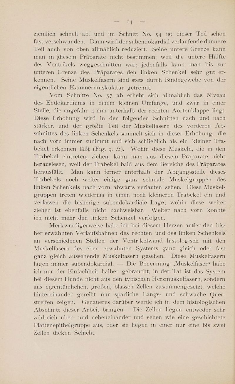 fast verschwunden. Dann wird der subendokardial verlaufende dünnere Teil auch von oben allmählich reduziert. Seine untere Grenze kann man in diesem Präparate nicht bestimmen, weil die untere Hälfte des Ventrikels weggeschnitten war; jedenfalls kann man bis zur unteren Grenze des Präparates den linken Schenkel sehr gut er- kennen. Seine Muskelfasern sind stets durch Bindegewebe von der eigentlichen Kammermuskulatur getrennt. Vom Schnitte No. 57 ab erhebt sich allmählich das Niveau des Endokardiums in einem kleinen Umfange, und zwar in einer Stelle, die ungefähr 4 mm unterhalb der rechten Aortenklappe liegt. Diese Erhöhung wird in den folgenden Schnitten nach und nach stärker, und der größte Teil der Muskelfasern des vorderen Ab- schnittes des linken Schenkels sammelt sich in dieser Erhöhung, die nach vorn immer zunimmt und sich schließlich als ein kleiner Tra- bekel. erkennen läßt (Fig. 9, /f). Wohin diese Muskeln, die in den Irabekel eintreten, ziehen, kann man aus diesem Präparate nicht herauslesen, weil der Trabekel bald aus dem Bereiche des Präparates herausfällt. Man kann ferner unterhalb der Abgangsstelle dieses Trabekels noch weiter einige ganz schmale Muskelgruppen des linken Schenkels nach vorn abwärts verlaufen sehen. Diese Muskel- gruppen treten wiederum in einen noch kleineren Trabekel ein und verlassen die bisherige subendokardiale Lage; wohin diese weiter ziehen ist ebenfalls nicht nachweisbar. Weiter nach vorn konnte ich nicht mehr den linken Schenkel verfolgen. Merkwürdigerweise habe ich bei diesem Herzen außer den bis- her erwähnten Verlaufsbahnen des rechten und des linken Schenkels an verschiedenen Stellen der Ventrikelwand histologisch mit den Muskelfasern des eben erwähnten Systems ganz gleich oder fast ganz gleich aussehende Muskelfasern gesehen. Diese Muskelfasern lagen immer subendokardial. — Die Benennung „Muskelfaser“ habe ich nur der Einfachheit halber gebraucht, in der Tat ist das System bei diesem Hunde nicht aus den typischen Herzmuskelfasern, sondern aus eigentümlichen, großen, blassen Zellen zusammengesetzt, welche hintereinander gereiht nur spärliche Längs- und schwache Quer- streifen zeigen. (senaueres darüber werde ich in dem histologischen Abschnitt dieser Arbeit bringen. Die Zellen liegen entweder sehr zahlreich über- und nebeneinander und sehen wie eine geschichtete Plattenepithelgruppe aus, oder sie liegen in einer nur eine bis zwei Zellen dicken Schicht.