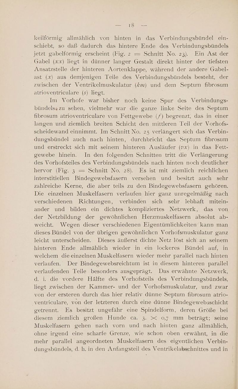 Me sa keilförmig allmählich von hinten in das Verbindungsbündel ein- schiebt, so daß dadurch das hintere Ende des Verbindungsbündels jetzt gabellörmigzerscheintnLıo.e27 Schnitte No..23): Binpastzder Grabel (xx) liegt in dünner langer Gestalt direkt hinter der tiefsten Ansatzstelle der hinteren Aortenklappe, während der andere Gabel- ast (x) aus demjenigen Teile des Verbindungsbündels besteht, der zwischen der Ventrikelmuskulatur (#72) und dem Septum fibrosum atrioventriculare (s) liegt. | Im Vorhofe war bisher noch keine Spur des Verbindungs- bündelssezu sehen, vielmehr war die ganze linke Seite des Septum fibrosum atrioventriculare von Fettgewebe (/) begrenzt, das in einer langen und ziemlich breiten Schicht den mittleren Teil der Vorhofs- scheidewand einnimmt. Im Schnitt No. 25 verlängert sich das Verbin- dungsbündel auch nach hinten, durchbricht das Septum fibrosum und erstreckt sich mit seinem hinteren Ausläufer (vx) in das Fett- gewebe hinein. In den folgenden Schnitten tritt die Verlängerung des Vorhotsteiles des Verbindungsbündels nach hinten noch deutlicher hervor (Fi1o.93° = Schnitte No. 228 2ER sastumit ziemlich reichliehen interstitiellen Bindegewebsfasern versehen und besitzt auch sehr zahlreiche Kerne, die aber teils zu den Bindegewebsfasern gehören. Die einzelnen Muskelfasern verlaufen hier ganz unregelmäßig nach verschiedenen Richtungen, verbinden sich sehr lebhaft mitein- ander und bilden ein dichtes kompliziertes Netzwerk, das von der Netzbildung der gewöhnlichen Herzmuskelfasern absolut ab- weicht. Wegen dieser verschiedenen Eigentümlichkeiten kann man dieses Bündel von der übrigen gewöhnlichen Vorhofsmuskulatur ganz leicht unterscheiden. Dieses äußerst dichte Netz löst sich.an seinem hinteren Ende allmählich wieder in ein lockeres Bündel auf, in welchem die einzelnen Muskelfasern wieder mehr parallei nach hinten verlaufen. Der Bindegewebsreichtum ist in diesem hinteren parallel verlaufenden Teile besonders ausgeprägt. Das erwähnte Netzwerk, d. i. die vordere Hälfte des Vorhofsteils des Verbindungsbündels, liegt zwischen der Kammer- und der Vorhofsmuskulatur, und zwar von der ersteren durch das hier relativ dünne Septum fibrosum atrio- ventriculare, von der letzteren durch eine dünne Bindegewebsschicht getrennt. Es besitzt ungefähr eine Spindelform, deren Größe bei diesem ziemlich großen Hunde ca. 3. x 0,7 mm beträgt; seine Muskelfasern gehen nach vorn und nach hinten ganz allmählich, ohne irgend eine scharfe Grenze, wie schon oben erwähnt, in die mehr parallel angeordneten Muskelfasern des eigentlichen Verbin- dungsbündels, d. h.in den Anfangsteil des Ventrikelabschnittes und in