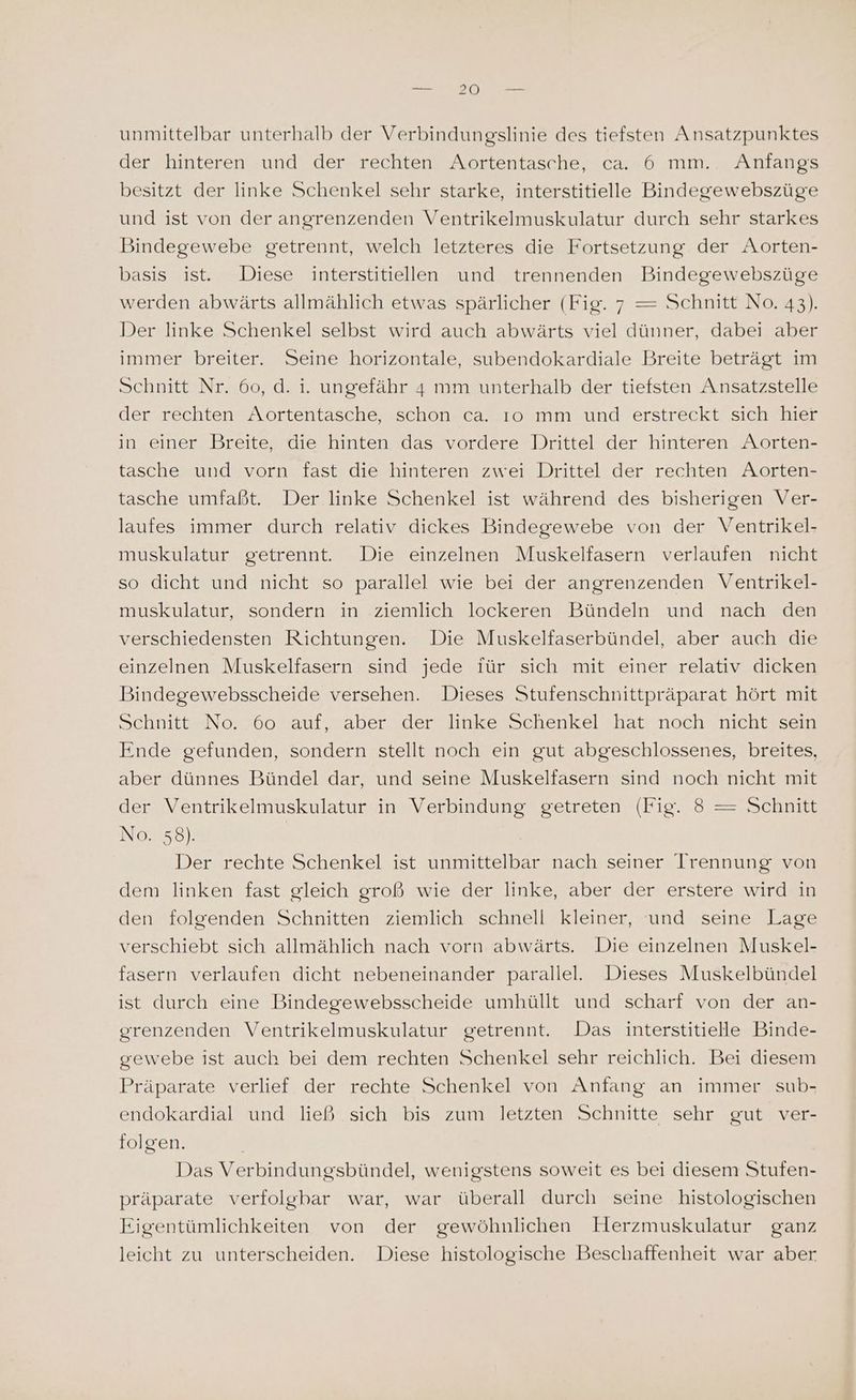 unmittelbar unterhalb der Verbindungslinie des tiefsten Ansatzpunktes der hinteren und der rechten Aortentasche, ca. 6 mm. Anfangs besitzt der linke Schenkel sehr starke, interstitielle Bindegewebszüge und ist von der angrenzenden Ventrikelmuskulatur durch sehr starkes Bindegewebe getrennt, welch letzteres die Fortsetzung der Aorten- basis ist. Diese interstitiellen und trennenden Bindegewebszüge werden abwärts allmählich etwas spärlicher (Fig. 7 = Schnitt No. 43). Der linke Schenkel selbst wird auch abwärts viel dünner, dabei aber immer breiter. Seine horizontale, subendokardiale Breite beträgt im Schnitt Nr. 60, d. i. ungefähr 4 mm unterhalb der tiefsten Ansatzstelle der rechten Aortentasche, schon ca. 1o mm und erstreckt sich hier in einer Breite, die hinten das vordere Drittel der hinteren Aorten- tasche und vorn fast die hinteren zwei Drittel der rechten Aorten- tasche umfaßt. Der linke Schenkel ist während des bisherigen Ver- laufes immer durch relativ dickes Bindegewebe von der Ventrikel- muskulatur getrennt. Die einzelnen Muskelfasern verlaufen nicht so dicht und nicht so parallel wie bei der angrenzenden Ventrikel- muskulatur, sondern in ziemlich lockeren Bündeln und nach den verschiedensten Richtungen. Die Muskelfaserbündel, aber auch die einzelnen Muskelfasern sind jede für sich mit einer relativ dicken Bindegewebsscheide versehen. Dieses Stufenschnittpräparat hört mit Schnitt No. 60 auf, aber der linke Schenkel hat noch nicht sein Ende gefunden, sondern stellt noch ein gut abgeschlossenes, breites, aber dünnes Bündel dar, und seine Muskelfasern sind noch nicht mit der Ventrikelmuskulatur in Verbindung getreten (Fig. 8 = Schnitt No. 58). | | Der rechte Schenkel ist unmittelbar nach seiner Irennung von dem linken fast gleich groß wie der linke, aber der erstere wird in den folgenden Schnitten ziemlich schnell kleiner, und seine Lage verschiebt sich allmählich nach vorn abwärts. Die einzelnen Muskel- fasern verlaufen dicht nebeneinander parallel. Dieses Muskelbündel ist durch eine Bindegewebsscheide umhüllt und scharf von der an- gerenzenden Ventrikelmuskulatur getrennt. Das interstitielle Binde- gewebe ist auch bei dem rechten Schenkel sehr reichlich. Bei diesem Präparate verlief der rechte Schenkel von Anfang an immer sub- endokardial und ließ sich bis zum letzten Schnitte sehr gut ver- folgen. Das Verbindungsbündel, wenigstens soweit es bei diesem Stufen- präparate verfolgbar war, war überall durch seine histologischen Eigentümlichkeiten von der gewöhnlichen Herzmuskulatur ganz leicht zu unterscheiden. Diese histologische Beschaffenheit war aber