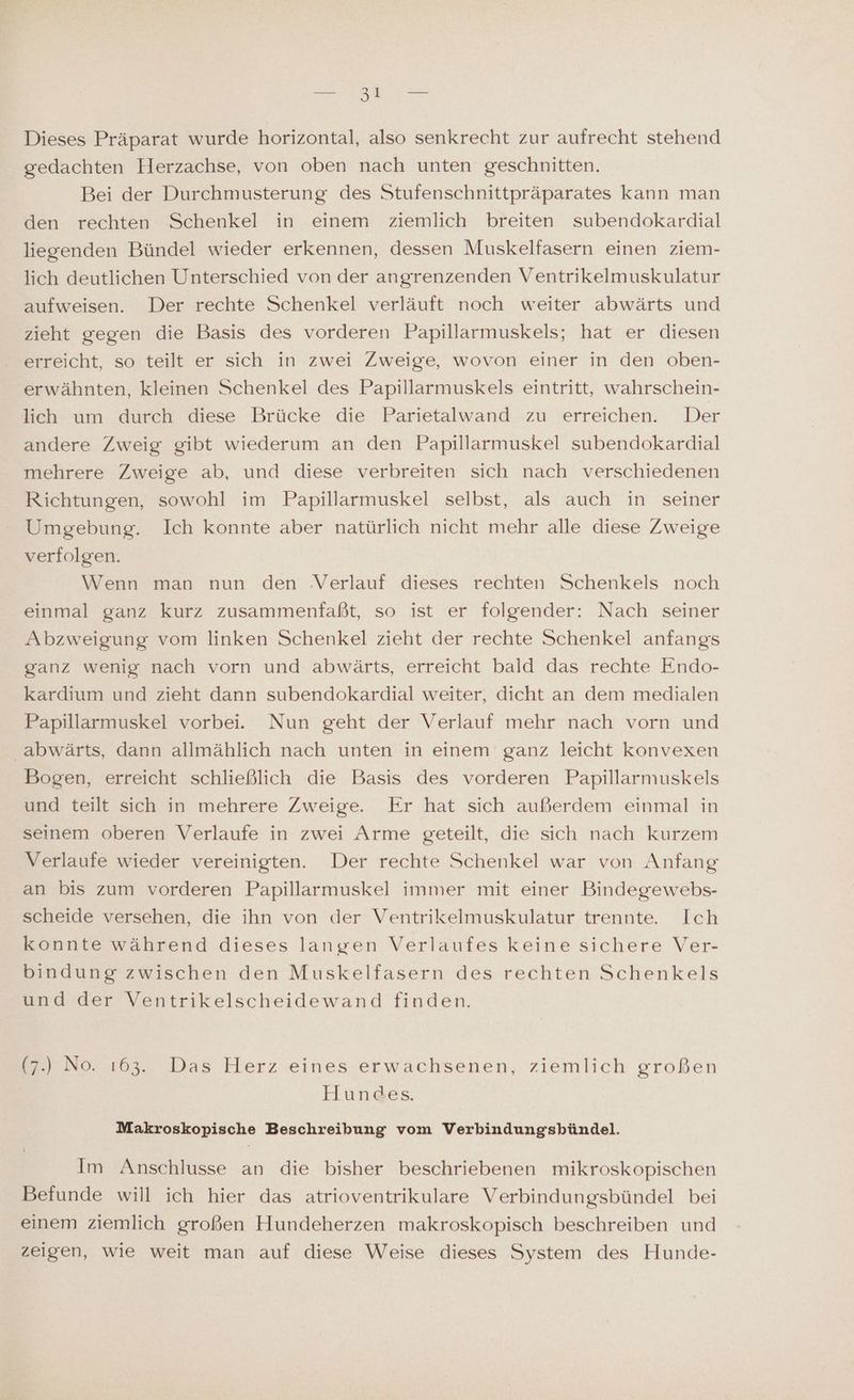 Dieses Präparat wurde horizontal, also senkrecht zur aufrecht stehend gedachten Herzachse, von oben nach unten geschnitten. Bei der Durchmusterung des Stufenschnittpräparates kann man den rechten Schenkel in einem ziemlich breiten subendokardial liegenden Bündel wieder erkennen, dessen Muskelfasern einen ziem- lich deutlichen Unterschied von der angrenzenden Ventrikelmuskulatur aufweisen. Der rechte Schenkel verläuft noch weiter abwärts und zieht gegen die Basis des vorderen Papillarmuskels; hat er diesen erreicht, so teilt er sich in zwei Zweige, wovon einer in den oben- erwähnten, kleinen Schenkel des Papillarmuskels eintritt, wahrschein- lich um durch diese Brücke die Parietalwand zu erreichen. Der andere Zweig gibt wiederum an den Papillarmuskel subendokardial mehrere Zweige ab, und diese verbreiten sich nach verschiedenen Richtungen, sowohl im Papillarmuskel selbst, als auch in seiner Umgebung. Ich konnte aber natürlich nicht mehr alle diese Zweige verfolgen. Wenn man nun den Verlauf dieses rechten Schenkels noch einmal ganz kurz zusammenfaßt, so ist er folgender: Nach seiner Abzweigung vom linken Schenkel zieht der rechte Schenkel anfangs ganz wenig nach vorn und abwärts, erreicht bald das rechte Endo- kardium und zieht dann subendokardial weiter, dicht an dem medialen Papillarmuskel vorbei. Nun geht der Verlauf mehr nach vorn und abwärts, dann allmählich nach unten in einem ganz leicht konvexen Bogen, erreicht schließlich die Basis des vorderen Papillarmuskels und teilt sich in mehrere Zweige. Er hat sich außerdem einmal in seinem oberen Verlaufe in zwei Arme geteilt, die sich nach kurzem Verlaufe wieder vereinigten. Der rechte Schenkel war von Anfang an bis zum vorderen Papillarmuskel immer mit einer Bindegewebs- scheide versehen, die ihn von der Ventrikelmuskulatur trennte. Ich konnte während dieses langen Verlaufes keine sichere Ver- bindung zwischen den Muskelfasern des rechten Schenkels und der Ventrikelscheidewand finden. (7.) No. 163. Das Herz eines erwachsenen, ziemlich großen Hundes. Makroskopische Beschreibung vom Verbindungsbündel. Im Anschlusse an die bisher beschriebenen mikroskopischen Befunde will ich hier das atrioventrikulare Verbindungsbündel bei einem ziemlich großen Hundeherzen makroskopisch beschreiben und zeigen, wie weit man auf diese Weise dieses System des Hunde-