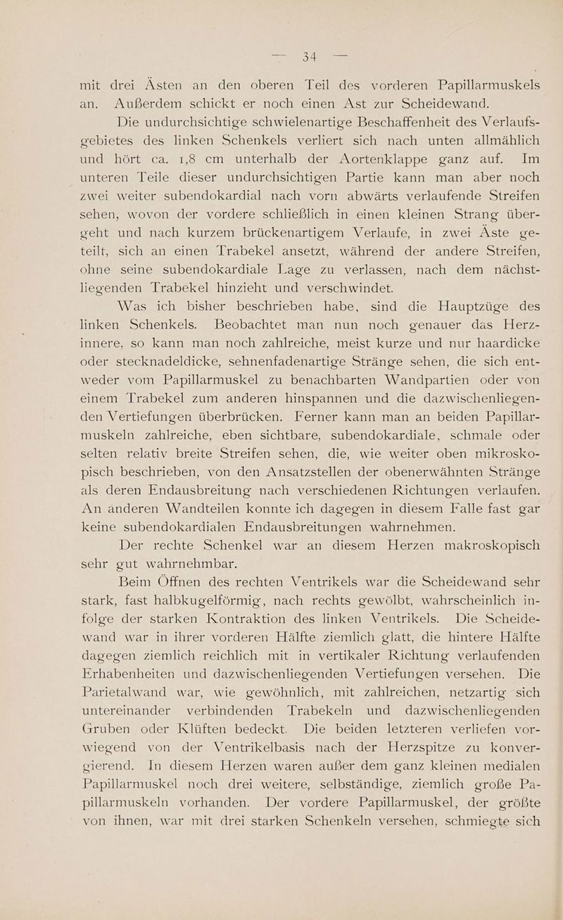 mit drei Ästen an den oberen Teil des vorderen Papillarmuskels an. Außerdem schickt er noch einen Ast zur Scheidewand. Die undurchsichtige schwielenartige Beschaffenheit des Verlaufs- gebietes des linken Schenkels verliert sich nach unten allmählich und hört ca. 1,8.cm unterhalb der Aortenklappe ganz auf. Im unteren Teile dieser undurchsichtigen Partie kann man aber noch zwei weiter subendokardial nach vorn abwärts verlaufende Streifen sehen, wovon der vordere schließlich in einen kleinen Strang über- geht und nach kurzem brückenartigem Verlaufe, in zwei Äste ge- teilt, sich an einen Trabekel ansetzt, während der andere Streifen, ohne seine subendokardiale Lage zu verlassen, nach dem nächst- liegenden Trabekel hinzieht und verschwindet. Was ich bisher beschrieben habe, sind die Hauptzüge des linken Schenkels. Beobachtet man nun noch genauer das Herz- innere, so kann man noch zahlreiche, meist kurze und nur haardicke oder stecknadeldicke, sehnenfadenartige Stränge sehen, die sich ent- weder vom Papillarmuskel zu benachbarten Wandpartien oder von einem Trabekel zum anderen hinspannen und die dazwischenliegen- den Vertiefungen überbrücken. Ferner kann man an beiden Papillar- muskeln zahlreiche, eben sichtbare, subendokardiale, schmale oder selten relativ breite Streifen sehen, die, wie weiter oben mikrosko- pisch beschrieben, von den Ansatzstellen der obenerwähnten Stränge als deren Endausbreitung nach verschiedenen Richtungen verlaufen. An anderen Wandteilen konnte ich dagegen in diesem Falle fast gar keine subendokardialen Endausbreitungen wahrnehmen. Der rechte Schenkel war an diesem Herzen makroskopisch sehr gut wahrnehmbar. Beim Öffnen des rechten Ventrikels war die Scheidewand sehr stark, fast halbkugelförmig, nach rechts gewölbt, wahrscheinlich in- folge der starken Kontraktion des linken Ventrikels. Die Scheide- wand war in ihrer vorderen Hälfte ziemlich glatt, die hintere Hälfte dagegen ziemlich reichlich mit in vertikaler Richtung verlaufenden Erhabenheiten und dazwischenliegenden Vertiefungen versehen. Die Parietalwand war, wie gewöhnlich, mit zahlreichen, netzartig sich untereinander verbindenden Trabekeln und dazwischenliegenden Gruben oder Klüften bedeckt. Die beiden letzteren verliefen vor- wiegend von der Ventrikelbasis nach der Herzspitze zu konver- gierend. In diesem Herzen waren außer dem ganz kleinen medialen Papillarmuskel noch drei weitere, selbständige, ziemlich große Pa- pillarmuskeln vorhanden. Der vordere Papillarmuskel, der größte von ihnen, war mit drei starken Schenkeln versehen, schmiegte sich
