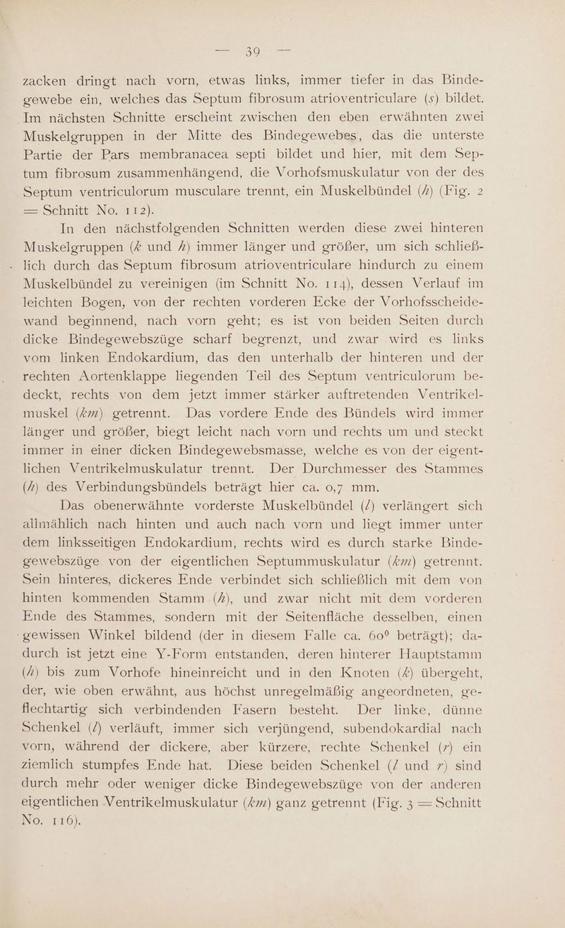 gewebe ein, welches das Septum fibrosum atrioventriculare (s) bildet. Im nächsten Schnitte erscheint zwischen den eben erwähnten zwei Muskelgruppen in der Mitte des Bindegewebes, das die unterste Partie der Pars membranacea septi bildet und hier, mit dem Sep- tum fibrosum zusammenhängend, die Vorhofsmuskulatur von der des Septum ventriculorum musculare trennt, ein Muskelbündel (2) (Fig. 2 = ,Schnitt«No.7ET2). In den nächstfolgenden Schnitten werden diese zwei hinteren Muskelgruppen (# und A) immer länger und größer, um sich schließ- lich durch das Septum fibrosum atrioventriculare hindurch zu einem Muskelbündel zu vereinigen (im Schnitt No. ı14), dessen Verlauf im leichten Bogen, von der rechten vorderen Ecke der Vorhofsscheide- wand beginnend, nach vorn geht; es ist von beiden Seiten durch dicke Bindegewebszüge scharf begrenzt, und zwar wird es links vom linken Endokardium, das den unterhalb der hinteren und der rechten Aortenklappe liegenden Teil des Septum ventriculorum be- deckt, rechts von dem jetzt immer stärker auftretenden Ventrikel- muskel (£») getrennt. Das vordere Ende des Bündels wird immer länger und größer, biegt leicht nach vorn und rechts um und steckt immer in einer dicken Bindegewebsmasse, welche es von der eigent- lichen Ventrikelmuskulatur trennt. Der Durchmesser des Stammes (7) des Verbindungsbündels beträgt hier ca. 0,7 mm. Das obenerwähnte vorderste Muskelbündel (/) verlängert sich allmählich nach hinten und auch nach vorn und liegt immer unter dem linksseitigen Endokardium, rechts wird es durch starke Binde- gewebszüge von der eigentlichen Septummuskulatur (#2) getrennt. Sein hinteres, dickeres Ende verbindet sich schließlich mit dem von hinten kommenden Stamm (7), und zwar nicht mit dem vorderen Ende des Stammes, sondern mit der Seitenfläche desselben, einen gewissen Winkel bildend (der in diesem Falle ca. 60° beträgt); da- durch ist jetzt eine Y-Form entstanden, deren hinterer Hauptstamm (4) bis zum Vorhofe hineinreicht und in den Knoten (?) übergeht, der, wie oben erwähnt, aus höchst unregelmäßig angeordneten, ge- flechtartig sich verbindenden Fasern besteht. Der linke, dünne Schenkel (/) verläuft, immer sich verjüngend, subendokardial nach vorn, während der dickere, aber kürzere, rechte Schenkel (r) ein ziemlich stumpfes Ende hat. Diese beiden Schenkel (/ und >) sind durch mehr oder weniger dicke Bindegewebszüge von der anderen eigentlichen Ventrikelmuskulatur (#72) ganz getrennt (Fig. 3 — Schnitt No, 116).