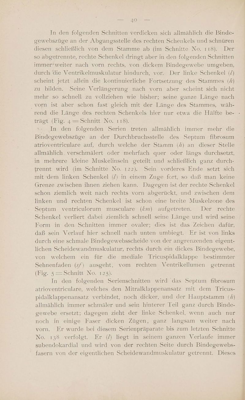 mm 40 men In den folgenden Schnitten verdicken sich allmählich die Binde- gewebszüge an der Abgangsstelle des rechten Schenkels und schnüren diesen schließlich von dem Stamme ab (im Schnitte No. 118). Der so abgetrennte, rechte Schenkel dringt aber in den folgenden Schnitten immer*weiter nach vorn rechts, von dickem Bindegewebe umgeben, durch die Ventrikelmuskulatur hindurch, vor. Der linke Schenkel (/) scheint jetzt allein die kontinuierliche Fortsetzung des Stammes (/) zu bilden. Seine Verlängerung nach vorn aber scheint sich nicht mehr so schnell zu vollziehen wie bisher; seine ganze Länge nach vorn ist aber schon fast gleich mit der Länge des Stammes, wäh- rend die Länge des rechten Schenkels hier nur etwa die Hälfte be- tagta( Dir 4 == Schnitt Ne. 17728). In den folgenden Serien treten allmählich immer mehr die Bindegewebszüge an der Durchbruchsstelle des Septum fibrosum atrioventriculare auf, durch welche der Stamm (7) an dieser Stelle allmählich. verschmälert oder mehrfach quer oder längs durchsetzt, in mehrere kleine Muskelinseln geteilt und schließlich ganz durch- trennt wird (im Schnitte No. 122). Sein vorderes Ende setzt sich mit (dem linken Schenkel (/) in einem Zuge fort, so daß man keine Grenze zwischen ihnen ziehen kann. Dagegen ist der rechte Schenkel schon ziemlich weit nach rechts vorn abgerückt, und zwischen dem linken und rechten Schenkel ist schon eine breite Muskelzone des Septum ventriculorum musculare (Ar) aufgetreten. Der rechte Schenkel verliert dabei ziemlich schnell seine Länge und wird seine Form in den Schnitten immer ovaler; dies ist das Zeichen dafür, daß sein Verlauf hier schnell nach unten umbiegt. Er ist von links durch eine schmale Bindegewebsscheide von der angrenzenden eigent- lichen Scheidewandmuskulatur, rechts durch ein dickes Bindegewebe, von welchem ein für die mediale Tricuspidalklappe bestimmter Sehnenfaden (s/) ausgeht, vom rechten Ventrikellumen getrennt (Kies Schnitie. Nora In den folgenden Serienschnitten wird das Septum fibrosum atrioventriculare, welches den Mitralklappenansatz mit dem Tricus- pidalklappenansatz verbindet, noch dicker, und der Hauptstamm (7) allmählich immer schmäler und sein hinterer Teil ganz durch Binde- gewebe ersetzt; dagegen zieht der linke Schenkel, wenn auch nur noch in einige Faser dicken Zügen, ganz langsam weiter nach vorn. Er wurde bei diesem Serienpräparate bis zum letzten Schnitte No. ı38 verfolgt. Er (/) liegt in seinem ganzen Verlaufe immer subendokardial und wird von der rechten Seite durch Bindegewebs- fasern von der eigentlichen Scheidewandmuskulatur getrennt. Dieses