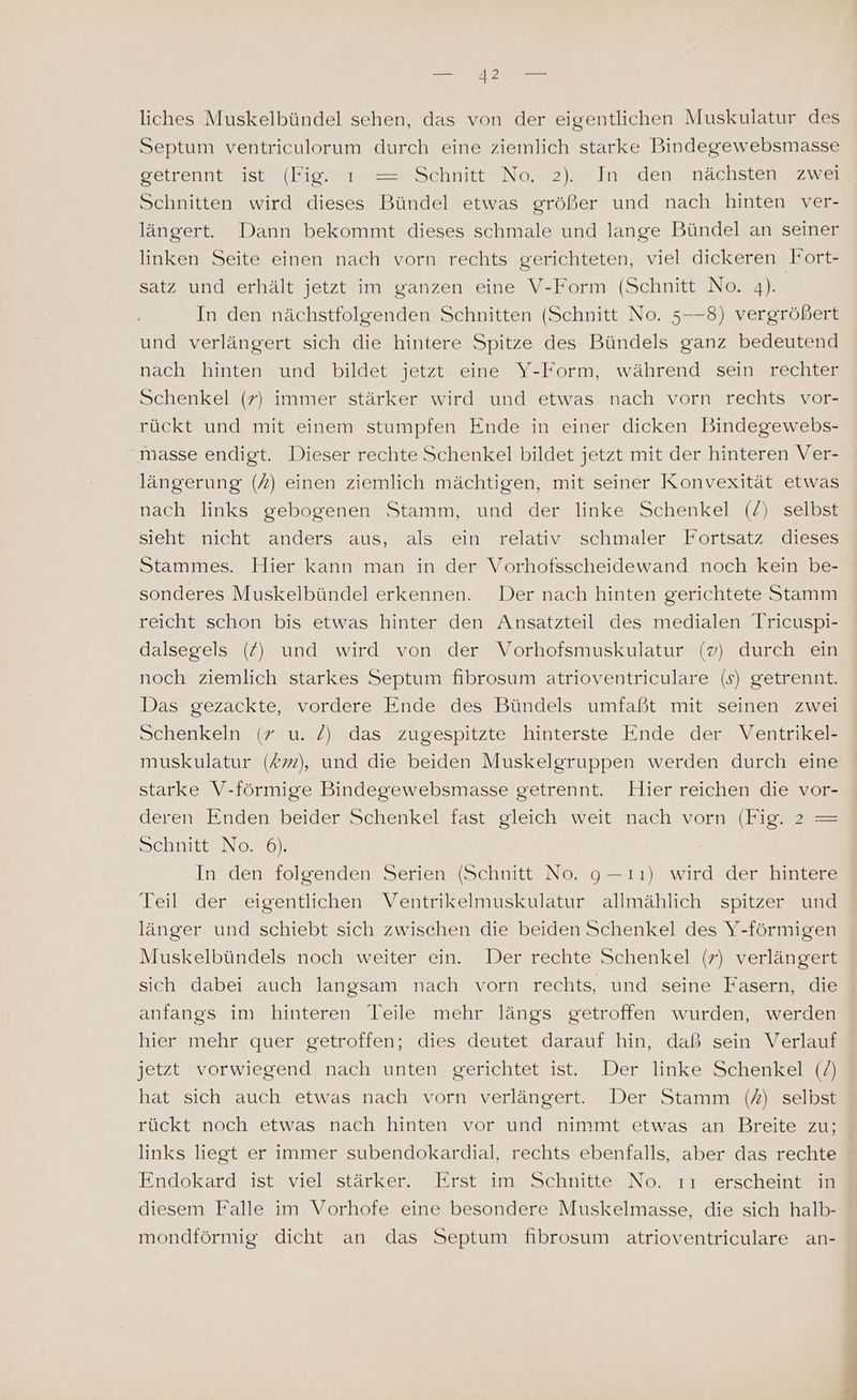 liches Muskelbündel sehen, das von der eigentlichen Muskulatur des Septum ventriculorum durch eine ziemlich starke Bindegewebsmasse Selrenninaste Kiga = SchuitteNowe) In Üden?tnaclsteme we] Schnitten wird dieses Bündel etwas größer und nach hinten ver- längert. Dann bekommt dieses schmale und lange Bündel an seiner linken Seite einen nach vorn rechts gerichteten, viel dickeren Fort- satz und erhält jetzt im ganzen eine V-Form (Schnitt No. 4). In den nächstfolgenden Schnitten (Schnitt No. 5-—-8) vergrößert und verlängert sich die hintere Spitze des Bündels ganz bedeutend nach hinten und bildet jetzt eine Y-Form, während sein rechter Schenkel (7) immer stärker wird und etwas nach vorn rechts vor- rückt und mit einem stumpfen Ende in einer dicken Bindegewebs- masse endigt. Dieser rechte Schenkel bildet jetzt mit der hinteren Ver- längerung (7) einen ziemlich mächtigen, mit seiner Konvexität etwas nach links gebogenen Stamm, und der linke Schenkel (/) selbst sieht nicht anders aus, als ein relativ schmaler Fortsatz dieses Stammes. Hier kann man in der Vorhofsscheidewand noch kein be- sonderes Muskelbündel erkennen. Der nach hinten gerichtete Stamm reicht schon bis etwas hinter den Ansatzteil des medialen Tricuspi- dalsegels (/) und wird von der Vorhofsmuskulatur (v) durch ein noch ziemlich starkes Septum fibrosum atrioventriculare (s) getrennt. Das gezackte, vordere Ende des Bündels umfaßt mit seinen zwei Schenkeln (7 u. 2) das zugespitzte hinterste Ende der Ventrikel- muskulatur (#72), und die beiden Muskelgruppen werden durch eine starke V-förmige Bindegewebsmasse getrennt. Hier reichen die vor- deren Enden beider Schenkel fast gleich weit nach vorn (Fig. 2 = Schnitt No. 6). In den folgenden Serien (Schnitt No. 9—-ıı) wird der hintere Teil der eigentlichen Ventrikelmuskulatur allmählich spitzer und länger und schiebt sich zwischen die beiden Schenkel des Y-förmigen Muskelbündels noch weiter ein. Der rechte Schenkel (7) verlängert sich dabei auch langsam nach vorn rechts, und seine Fasern, die anfangs im hinteren Teile mehr längs getroffen wurden, werden hier mehr quer getroffen; dies deutet darauf hin, daß sein Verlauf jetzt vorwiegend nach unten gerichtet ist. Der linke Schenkel (/) hat sich auch etwas nach vorn verlängert. Der Stamm () selbst rückt noch etwas nach hinten vor und nimmt etwas an Breite zu; links liegt er immer subendokardial, rechts ebenfalls, aber das rechte Endokard ist viel stärker. Erst im Schnitte No. ıı erscheint in diesem Falle im Vorhofe eine besondere Muskelmasse, die sich halb- mondförmig dicht an das Septum fibrosum atrioventriculare an-