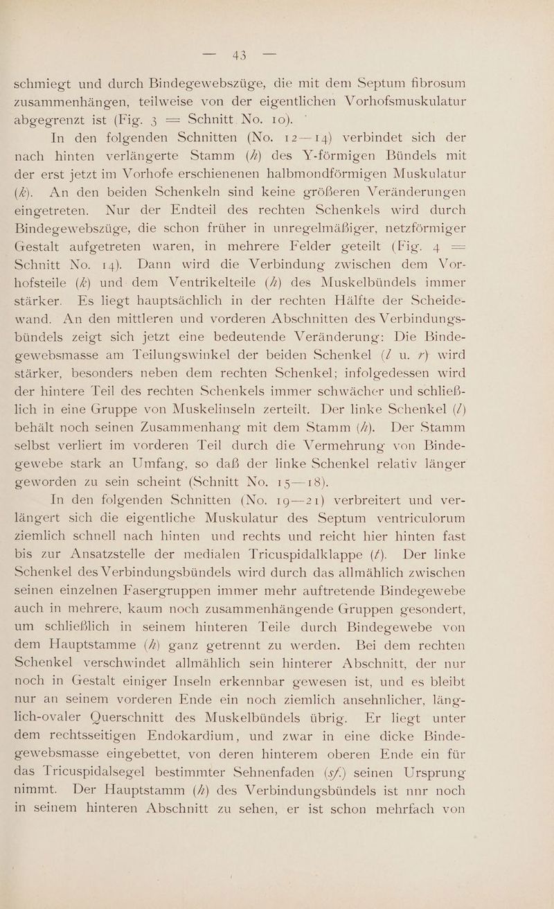 schmiegt und durch Bindegewebszüge, die mit dem Septum hibrosum zusammenhängen, teilweise von der eigentlichen Vorhofsmuskulatur abgegrenzt ist (Fig. 3 = Schnitt. No. 10). In den folgenden Schnitten (No. ı2—ı4) verbindet sich der nach hinten verlängerte Stamm (A) des Y-förmigen Bündels mit der erst jetzt im Vorhofe erschienenen halbmondförmigen Muskulatur (X). An den beiden Schenkeln sind keine größeren Veränderungen eingetreten. Nur der Endteil des rechten Schenkels wird durch Bindegewebszüge, die schon früher in unregelmäßiger, netzförmiger e alt aufpeteeten waren, in mehrere Felder geteilt (Fire 4 = Schnitt No. ı4). Dann wird die Verbindung zwischen dem Vor- hofsteile (#) und dem Ventrikelteile (7) des Muskelbündels immer stärker. Es liegt hauptsächlich in der rechten Hälfte der Scheide- wand. An den mittleren und vorderen Abschnitten des Verbindungs- bündels zeigt sich jetzt eine bedeutende Veränderung: Die Binde- gewebsmasse am Teilungswinkel der beiden Schenkel (/ u. 7) wird stärker, besonders neben dem rechten Schenkel; infolgedessen wird der hintere Teil des rechten Schenkels immer schwächer und schließ- lich in eine Gruppe von Muskelinseln zerteilt. Der linke Schenkel (/) behält noch seinen Zusammenhang mit dem Stamm (A). Der Stamm selbst verliert im vorderen Teil durch die Vermehrung von Binde- gewebe stark an Umfang, so daß der linke Schenkel relativ länger geworden zu sein scheint (Schnitt No. 15— 18). In den folgenden Schnitten (No. ıg—2ı) verbreitert und ver- längert sich die eigentliche Muskulatur des Septum ventriculorum ziemlich schnell nach hinten und rechts und reicht hier hinten fast bis zur Ansatzstelle der medialen Tricuspidalklappe (/). Der linke Schenkel des Verbindungsbündels wird durch das allmählich zwischen seinen einzelnen Fasergruppen immer mehr auftretende Bindegewebe auch in mehrere, kaum noch zusammenhängende Gruppen gesondert, um schließlich in seinem hinteren Teile durch Bindegewebe von dem Hauptstamme (7) ganz getrennt zu werden. Bei dem rechten Schenkel verschwindet allmählich sein hinterer Abschnitt, der nur noch in Gestalt einiger Inseln erkennbar gewesen ist, und es bleibt nur an seinem vorderen Ende ein noch ziemlich ansehnlicher, läng- lich-ovaler Querschnitt des Muskelbündels übrig. Er liegt unter dem rechtsseitigen Endokardium, und zwar in eine dicke Binde- gewebsmasse eingebettet, von deren hinterem oberen Ende ein für das Iricuspidalsegel bestimmter Sehnenfaden (s/) seinen Ursprung nimmt. Der Hauptstamm (7) des Verbindungsbündels ist nnr noch in seinem hinteren Abschnitt zu sehen, er ist schon mehrfach von