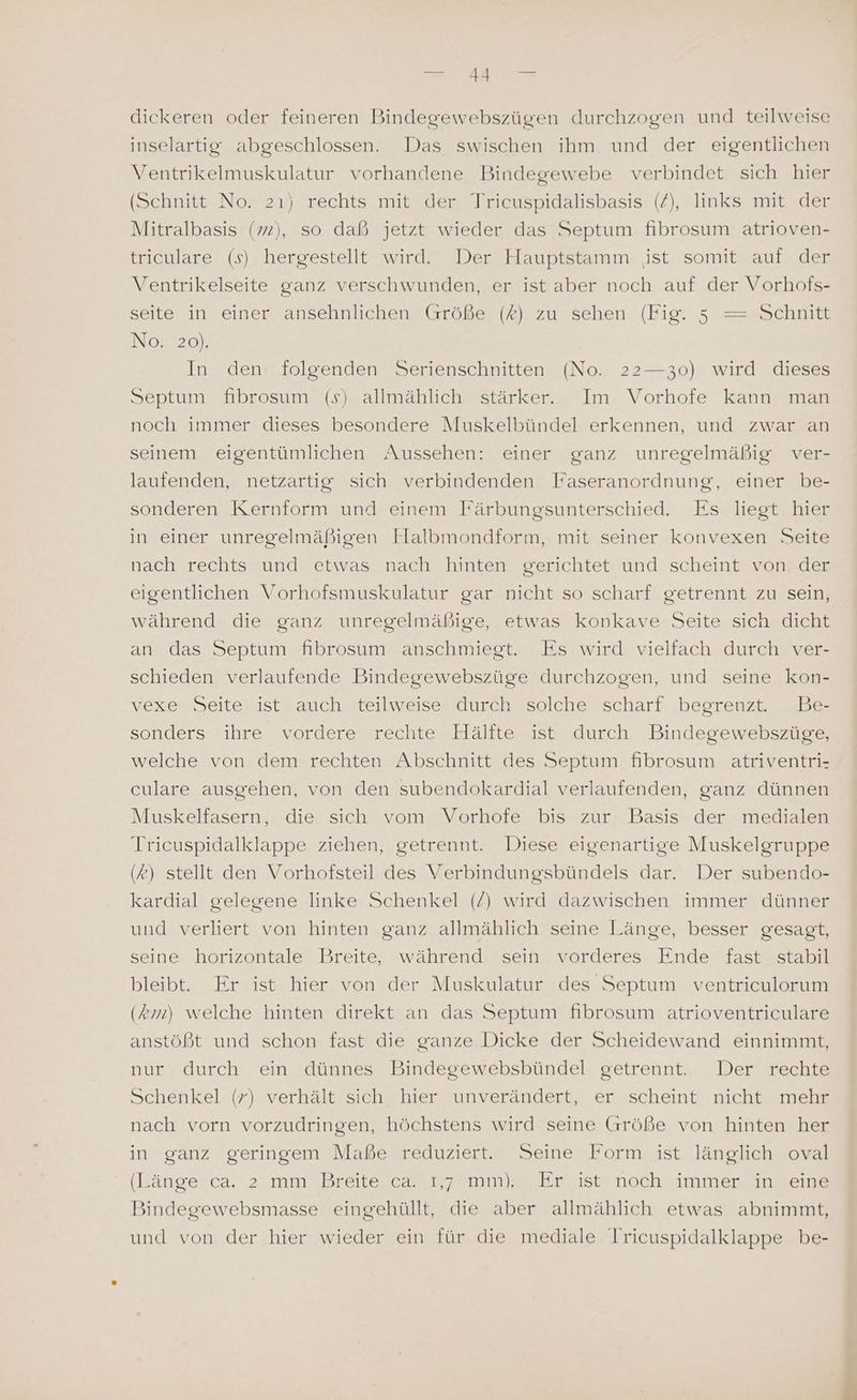 dickeren oder feineren Bindegewebszügen durchzogen und teilweise inselartig abgeschlossen. Das swischen ihm und der eigentlichen Ventrikelmuskulatur vorhandene Bindegewebe verbindet sich hier (Schnitt No. 2ı) rechts mit der Tricuspidalisbasis (2), links mit der Mitralbasis (2), so daß jetzt wieder das Septum fibrosum atrioven- triculare (s) hergestellt wird. Der Hauptstamm ist somit auf der Ventrikelseite ganz verschwunden, er ist aber noch auf der Vorhofs- seite in einer ansehnlichen. Größe. (2) zu sehen (Fig. 53 = schnitt No. 20). In den: folgenden Serienschnitten (No. 22—30) wird dieses Septum fibrosum (s) allmählich stärker. Im Vorhofe kann man noch immer dieses besondere Muskelbündel erkennen, und zwar an seinem eigentümlichen Aussehen: einer ganz unregelmäßig ver- laufenden, netzartig sich verbindenden Faseranordnung, einer be- sonderen Kernform und einem Färbungsunterschied. Es liegt hier in einer unregelmäßigen Flalbmondform, mit seiner konvexen Seite nach rechts und etwas nach hinten gerichtet und scheint von der eigentlichen Vorhofsmuskulatur gar nicht so scharf getrennt zu sein, während die ganz unregelmäßige, etwas konkave Seite sich dicht an das Septum fibrosum anschmiegt. Es wird vielfach durch ver- schieden verlaufende Bindegewebszüge durchzogen, und seine kon- vexzen neitenist-antchhrteilwesesrtunenssoichesschärf..beszenze ib sonders ihre vordere rechte Hälfte ist durch Bindegewebszüge, welche von dem rechten Abschnitt des Septum fibrosum atriventri- culare ausgehen, von den subendokardial verlaufenden, ganz dünnen Muskelfasern, die sich vom Vorhofe bis zur Basis der medialen Trieuspidalklappe ziehen, getrennt. Diese eigenartige Muskelgruppe (?) stellt den Vorhofsteil des Verbindungsbündels dar. Der subendo- kardial gelegene linke Schenkel (/) wird dazwischen immer dünner und verliert von hinten ganz allmählich seine Länge, besser gesagt, seine horizontale Breite, während sein vorderes Ende fast stabil bleibt. Er ist hier von der Muskulatur des Septum ventriculorum (km) welche hinten direkt an das Septum fibrosum atrioventriculare anstößt und schon fast die ganze Dicke der Scheidewand einnimmt, nur durch ein dünnes Bindegewebsbündel getrennt. Der rechte Schenkel-(>)verhaltesichshier unverändert, en scheint inichtz mei nach vorn vorzudringen, höchstens wird seine Größe von hinten her in ganz geringem Maße reduziert. Seine Form ist länglich oval (Länge ca. 2 mm Breite ca. 1,7 mm). Er ist noch immer in eine Bindegewebsmasse eingehüllt, die aber allmählich etwas abnimmt, und von der hier wieder ein für die mediale Tricuspidalklappe be-