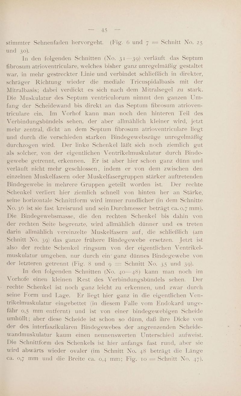 stimmter Sehnenfaden hervorgeht. (Fig. 6 und 7 = Schnitt No. 25 und 30). In den folgenden Schnitten (No. 31—39) verläuft das Septum fibrosum atrioventriculare, welches bisher ganz unregelmäßig gestaltet war, in mehr gestreckter Linie und verbindet schließlich in direkter, schräger Richtung wieder die mediale Tricuspidalbasis mit der Mitralbasis; dabei verdickt es sich nach dem Mitralsegel zu stark. Die Muskulatur des Septum ventriculorum nimmt den ganzen Um- fang der Scheidewand bis direkt an das Septum fibrosum atrioven- triculare ein. Im Vorhof kann man noch den hinteren Teil des Verbindungsbündels sehen, der aber allmählich kleiner wird, jetzt mehr zentral, dicht an dem Septum fibrosum atrioventriculare liegt und durch die verschieden starken Bindegewebszüge unregelmäßig durchzogen wird. Der linke Schenkel läßt sich noch ziemlich gut als solcher, von der eigentlichen Ventrikelmuskulatur durch Binde- gewebe getrennt, erkennen. - Er ist aber hier schon ganz dünn und verläuft nicht mehr geschlossen, indem er von dem zwischen den einzelnen Muskelfasern oder Muskelfasergruppen stärker auftretenden Bindegewebe in mehrere Gruppen geteilt worden ist. Der rechte Schenkel verliert hier ziemlich schnell von hinten her an Stärke, seine horizontale Schnittform wird immer rundlicher (in dem Schnitte No. 36 ist sie fast kreisrund und sein Durchmesser beträgt ca. 0,7 mm). Die Bindegewebsmasse, die den rechten Schenkel bis dahin von der rechten Seite begrenzte, wird allmählich dünner und es treten darin allmählich vereinzelte Muskelfasern auf, die schließlich (am Schnitt No. 39) das ganze frühere Bindegewebe ersetzen. Jetzt ist also der rechte Schenkel ringsum von der eigentlichen Ventrikel- muskulatur umgeben, nur durch ein ganz dünnes Bindegewebe von ar lewsseren getrennt (Fig. 8 und 9 = Schnitt No. 35 und 30). In den folgenden Schnitten (No. 40—48) kann man noch im Vorhofe einen kleinen Rest des Verbindungsbündels sehen. Der rechte Schenkel ist noch ganz leicht zu erkennen, und zwar durch seine Form und Lage. Er liegt hier ganz in die eigentlichen Ven- trikelmuskulatur eingebettet (in diesem Falle vom Endokard unge- fähr 0,5 mm entfernt) und ist von einer bindegewebigen Scheide umhüllt; aber diese Scheide ist schon so dünn, daß ihre Dicke von der des interfaszikulären Bindegewebes der angrenzenden Scheide- wandmuskulatur kaum einen nennenswerten Unterschied aufweist. Die Schnittform des Schenkels ist hier anfangs fast rund, aber sie wird abwärts wieder ovaler (im Schnitt No. 48 beträgt die Länge E77, mnmamereie Breite ca. 0,4 mm; Pig, 10 = Schnitt No. 47).