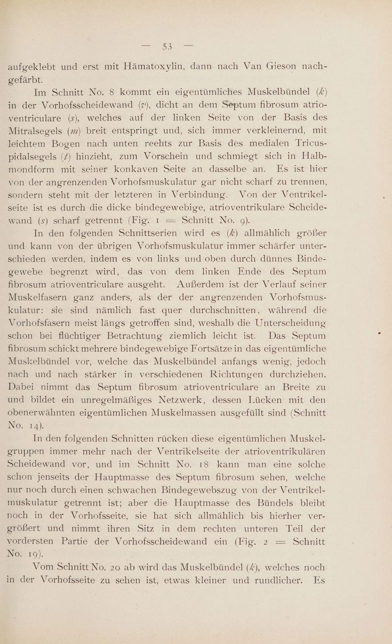 aufgeklebt und erst mit Hämatoxylin, dann nach Van Grieson nach- gefärbt. | Im Schnitt No. 8 kommt ein eigentümliches Muskelbündel (#) in der Vorhofsscheidewand (z), dicht an dem Septum fibrosum atrio- ventriculare (s), welches auf der linken Seite von der Basis des Mitralsegels (2) breit entspringt und, sich immer verkleinernd, mit leichtem Bogen nach unten reehts zur Basis des medialen Tricus- pidalsegels (/) hinzieht, zum Vorschein und schmiegt sich in Halb- mondform mit seiner konkaven Seite an dasselbe an. Es ist hier von der angrenzenden Vorhofsmuskulatur gar nicht scharf zu trennen, sondern steht mit der letzteren in Verbindung. Von der Ventrikel- seite ist es durch die dicke bindegewebige, atrioventrikulare Scheide- wand: (s): scharf getrennt (Fig..ı =: Schnitt‘ No. 9). In den folgenden Schnittserien wird es (#) allmählich größer und kann von der übrigen Vorhofsmuskulatur immer schärfer unter- schieden werden, indem es von links und oben durch dünnes Binde- gewebe begrenzt wird, das von dem linken Ende des Septum fibrosum atrioventriculare ausgeht. Außerdem ist der Verlauf seiner Muskelfasern ganz anders, als der der angrenzenden Vorhofsmus- kulatur: sie sind nämlich fast quer durchschnitten, während die Vorhofsfasern meist längs getroffen sind, weshalb die Unterscheidung schon bei flüchtiger Betrachtung ziemlich leicht ist. Das Septum fibrosum schickt mehrere bindegewebige Fortsätzein das eigentümliche Muskelbündel vor, welche das Muskelbündel anfangs wenig, jedoch nach und nach stärker in verschiedenen Richtungen durchziehen. Dabei nimmt das Septum fibrosum atrioventriculare an Breite zu und bildet ein unregelmäßiges Netzwerk, dessen Lücken mit den obenerwähnten eigentümlichen Muskelmassen ausgefüllt sind (Schnitt No. Ta), In den folgenden Schnitten rücken diese eigentümlichen Muskel- gruppen immer mehr nach der Ventrikelseite der atrioventrikulären Scheidewand vor, und im Schnitt No. ı8 kann man eine solche schon jenseits der Hauptmasse des Septum fibrosum sehen, welche nur noch durch einen schwachen Bindegewebszug von der Ventrikel- muskulatur getrennt ist; aber die Hauptmasse des Bündels bleibt noch in der Vorhofsseite, sie hat sich allmählich bis hierher ver- größert und nimmt ihren Sitz in dem rechten unteren Teil der vordersten Partie der Vorhofsscheidewand ein (Fig. 2 = Schnitt No: 19), Vom Schnitt No. 20 ab wird das Muskelbündel (#), welches noch in der Vorhofsseite zu sehen ist, etwas kleiner und rundlicher. Es