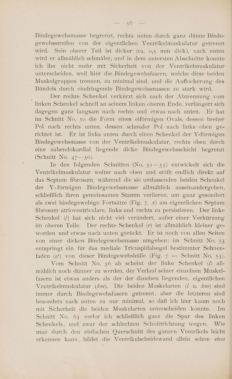 re ne Bindegewebsmasse begrenzt, rechts unten durch ganz dünne Binde- gewebsstreifen von der eigentlichen Ventrikelmuskulatur getrennt wird. Sein oberer Teil ist dicker (ca. 0,5 mm dick), nach unten wird er allmählich schmäler, und in dem untersten Abschnitte konnte ich ihn nicht mehr mit Sicherheit von der Ventrikelmuskulätur unterscheiden, weil hier die Bindegewebsfasern, welche diese beiden Muskelgruppen trennen, zu minimal sind, und die Auflockerung des Bündels durch eindringende Bindegewebsmassen zu stark wird. Der rechte Schenkel verkürzt sich nach der Abtrennung vom _ linken Schenkel schnell an seinem linken oberen Ende, verlängert sich dagegen ganz langsam nach rechts und etwas nach unten. Er hat im Schnitt No. 50 die Form eines eiförmigen Ovals, dessen breiter Pol nach rechts unten, dessen schmaler Pol nach links oben ge- richtet ist. Er ist links unten durch einen Schenkel der Y-förmigen Bindegewebsmasse von der Ventrikelmuskulatur, rechts oben durch eine subendokardial liegende dicke Bindegewebsschicht begrenzt (Schnitt No. 47—-50). | In den folgenden Schnitten (No. 51r—55) entwickelt sich die Ventrikelmuskulatur weiter nach oben und stößt endlich direkt auf das Septum fibrosum, während die sie umfassenden beiden Schenkel der Y-förmigen Bindegewebsmasse allmählich auseinandergehen, schließlich ihren gemeinsamen Stamm verlieren, um ganz gesondert als zwei bindegewebige Fortsätze (Fig. 7, x) am eigentlichen Septum fibrosum atrioventriculare, links und rechts zu persistieren. Der linke Schenkel (/) hat sich nicht viel verändert, außer einer Verkürzung im oberen Teile. Der rechte Schenkel (r) ist allmählich kleiner ge- worden und etwas nach unten gerückt. Er ist noch von allen Seiten von einer dicken Bindegewebsmasse umgeben; im Schnitt No. 33 entspringt ein für das mediale Tricuspidalsegel bestimmter Sehnen- faden (s/) von dieser Bindegewebshülle (Fig. 7 == Schnitt No. 53). Vom Schnitt No. 56 ab scheint der linke Schenkel (/) all- mählich noch dünner zu werden, der Verlauf seiner einzelnen Muskel- fasern ist etwas anders als der der daneben liegenden, eigentlichen Ventrikelmuskulatur (# m). Die beiden Muskelarten (/ u. km) sind immer durch Bindegewebsfasern getrennt, aber die letzteren sind besonders nach unten zu nur minimal, so daß ich hier kaum noch mit Sicherheit die beiden Muskelarten unterscheiden konnte. Im Schnitt No. 63 verlor ich schließlich ganz die Spur des linken Schenkels, und zwar der schlechten Sehnittrichtung wegen. Wie man durch den einfachen Querschnitt des ganzen Ventrikels leicht erkennen kann, bildet die Ventrikelscheidewand allein schon eine
