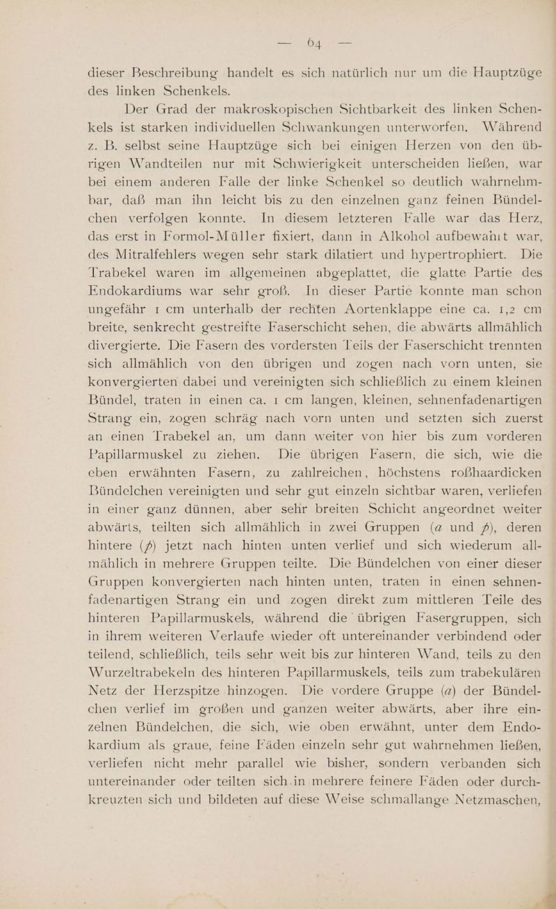 dieser Beschreibung handelt es sich natürlich nur um die Hauptzüge des linken Schenkels. Der Grad der makroskopischen Sichtbarkeit des linken Schen- kels ist starken individuellen Schwankungen unterworfen. Während z. B. selbst seine Hauptzüge sich bei einigen Herzen von den üb- rigen Wandteilen nur mit Schwierigkeit unterscheiden ließen, war bei einem anderen Falle der linke Schenkel so deutlich wahrnehm- bar, daß man ihn leicht bis zu den einzelnen ganz feinen Bündel- chen verfolgen konnte. In diesem letzteren Falle war das Herz, das erst in Formol-Müller fixiert, dann in Alkohol aufbewahıt war, des Mitralfehlers wegen sehr stark dilatiert und hypertrophiert. Die Trabekel waren im allgemeinen abgeplattet, die glatte Partie des Endokardiums war sehr groß. In dieser Partie konnte man schon ungefähr ı cm unterhalb der rechten Aortenklappe eine ca. I,2 cm breite, senkrecht gestreifte Faserschicht sehen, die abwärts allmählich divergierte. Die Fasern des vordersten leils der Faserschicht trennten sich allmählich von den übrigen und zogen nach vorn unten, sie konvergierten dabei und vereinigten sich schließlich zu einem kleinen Bündel, traten in einen ca. ı cm langen, kleinen, sehnenfadenartigen Strang ein, zogen schräg nach vorn unten und setzten sich zuerst an einen Trabekel an, um dann weiter von hier bis zum vorderen Papillarmuskel zu ziehen. Die übrigen Fasern, die sich, wie die eben erwähnten Fasern, zu zahlreichen, höchstens roßhaardicken Bündelchen vereinigten und sehr gut einzeln sichtbar waren, verliefen in einer ganz dünnen, aber sehr breiten Schicht angeordnet weiter abwärts, teilten sich allmählich in zwei Gruppen (a und /), deren hintere (?) jetzt nach hinten unten verlief und sich wiederum all- mählich in mehrere Gruppen teilte. Die Bündelchen von einer dieser Gruppen konvergierten nach hinten unten, traten in einen sehnen- fadenartigen Strang ein und zogen direkt zum mittleren Teile des hinteren Papillarmuskels, während die übrigen Fasergruppen, sich in ihrem weiteren Verlaufe wieder oft untereinander verbindend oder teilend, schließlich, teils sehr weit bis zur hinteren Wand, teils zu den Wurzeltrabekeln des hinteren Papillarmuskels, teils zum trabekulären Netz der Herzspitze hinzogen. Die vordere Gruppe (a) der Bündel- chen verlief im großen und ganzen weiter abwärts, aber ihre ein- zelnen Bündelchen, die sich, wie oben erwähnt, unter dem Endo- kardium als graue, feine Fäden einzeln sehr gut wahrnehmen ließen, verliefen nicht mehr parallel wie bisher, sondern verbanden sich untereinander oder teilten sich.in mehrere feinere Fäden oder durch- kreuzten sich und bildeten auf diese Weise schmallange Netzmaschen,