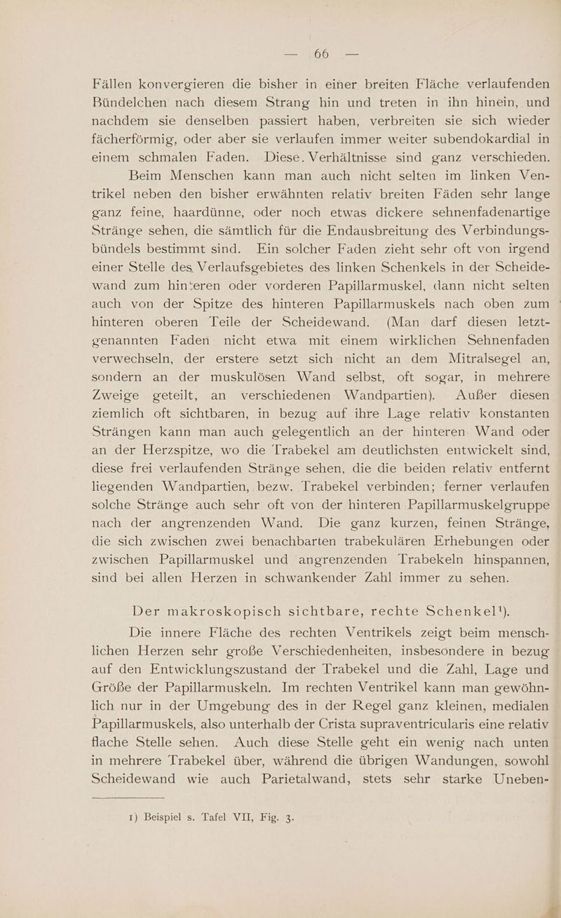 ee Dee Fällen konvergieren die bisher in einer breiten Fläche verlaufenden Bündelchen nach diesem Strang hin und treten in ihn hinein, und nachdem sie denselben passiert haben, verbreiten sie sich wieder fächerförmig, oder aber sie verlaufen immer weiter subendokardial in einem schmalen Faden. Diese. Verhältnisse sind ganz verschieden. Beim Menschen kann man auch nicht selten im linken Ven- trikel neben den bisher erwähnten relativ breiten Fäden sehr lange ganz feine, haardünne, oder noch etwas dickere sehnenfadenartige Stränge sehen, die sämtlich für die Endausbreitung des Verbindungs- bündels bestimmt sind. Ein solcher Faden zieht sehr oft von irgend einer Stelle des Verlaufsgebietes des linken Schenkels in der Scheide- wand zum hin:eren oder vorderen Papillarmuskel, dann nicht selten auch von der Spitze des hinteren Papillarmuskels nach oben zum hinteren oberen Teile der Scheidewand. (Man darf diesen letzt- grenannten Faden nicht etwa mit einem wirklichen Sehnenfaden verwechseln, der erstere setzt sich nicht an dem Mitralsegel an, sondern an der muskulösen Wand selbst, oft sogar, in mehrere Zweige geteilt, an verschiedenen Wandpartien. Außer diesen ziemlich oft sichtbaren, in bezug auf ihre Lage relativ konstanten Strängen kann man auch gelegentlich an der hinteren Wand oder an der Herzspitze, wo die Trabekel am deutlichsten entwickelt sind, diese frei verlaufenden Stränge sehen, die die beiden relativ entfernt liegenden Wandpartien, bezw. Trabekel verbinden; ferner verlaufen solche Stränge auch sehr oft von der hinteren Papillarmuskelgruppe nach der angrenzenden Wand. Die ganz kurzen, feinen Stränge, die sich zwischen zwei benachbarten trabekulären Erhebungen oder zwischen Papillarmuskel und angrenzenden Trabekeln hinspannen, sind bei allen Herzen in schwankender Zahl immer zu sehen. Der makroskopisch sichtbare, rechte Schenkel!). Die innere Fläche des rechten Ventrikels zeigt beim mensch- lichen Herzen sehr große Verschiedenheiten, insbesondere in bezug auf den Entwicklungszustand der Trabekel und die Zahl, Lage und Größe der Papillarmuskeln. Im rechten Ventrikel kann man gewöhn- lich nur in der Umgebung des in der Regel ganz kleinen, medialen Papillarmuskels, also unterhalb der Crista supraventricularis eine relativ flache Stelle sehen. Auch diese Stelle geht ein wenig nach unten in mehrere Trabekel über, während die übrigen Wandungen, sowohl Scheidewand wie auch Parietalwand, stets sehr starke Uneben- 1)‘ Beispiel s. Tafel VII, Fig, 3.