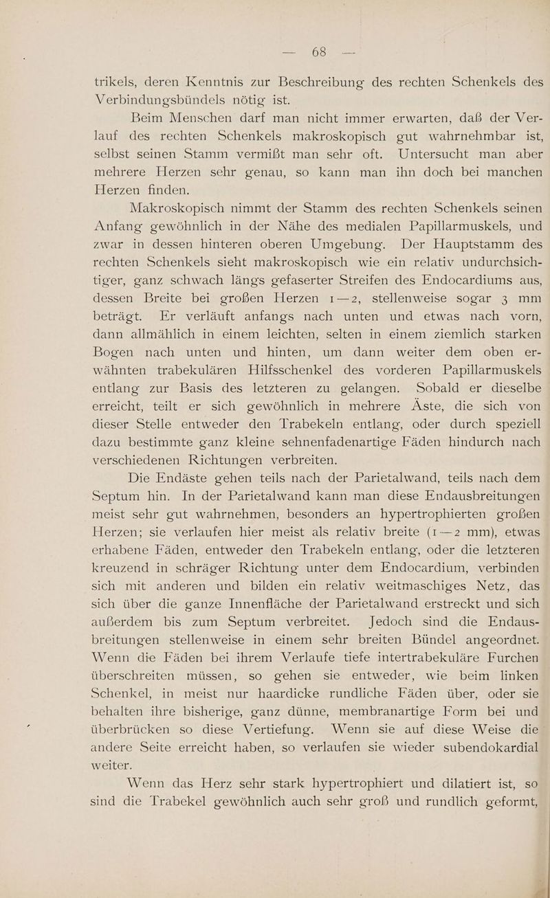 ENTE NER trikels, deren Kenntnis zur Beschreibung des rechten Schenkels des Verbindungsbündels nötig ist. Beim Menschen darf man nicht immer erwarten, daß der Ver- lauf des rechten Schenkels makroskopisch gut wahrnehmbar ist, selbst seinen Stamm vermißt man sehr oft. Untersucht man aber mehrere Herzen sehr genau, so kann man ihn doch bei manchen Herzen finden. Makroskopisch nimmt der Stamm des rechten Schenkels seinen Anfang gewöhnlich in der Nähe des medialen Papillarmuskels, und zwar in dessen hinteren oberen Umgebung. Der Hauptstamm des rechten Schenkels sieht makroskopisch wie ein relativ undurchsich- tiger, ganz schwach längs gefaserter Streifen des Endocardiums aus, dessen Breite bei großen Herzen ı—2, stellenweise sogar 3 mm beträgt. Er verläuft anfangs nach unten und etwas nach vorn, dann allmählich in einem leichten, selten in einem ziemlich starken Bogen nach unten und hinten, um dann weiter dem oben er- wähnten trabekulären Hilfsschenkel des vorderen Papillarmuskels entlang zur Basis des letzteren zu gelangen. Sobald er dieselbe erreicht: teiltw’erz sicht gewoölnlichsän mehrere Äste, die sich von dieser Stelle entweder den Trabekeln entlang, oder durch speziell dazu bestimmte ganz kleine sehnenfadenartige Fäden hindurch nach verschiedenen Richtungen verbreiten. Die Endäste gehen teils nach der Parietalwand, teils nach dem Septum hin. In der Parietalwand kann man diese Endausbreitungen meist sehr gut wahrnehmen, besonders an hypertrophierten großen Herzen; sie verlaufen hier meist als relativ breite (I—2 mm), etwas erhabene Fäden, entweder den Trabekeln entlang, oder die letzteren kreuzend in schräger Richtung unter dem Endocardium, verbinden sich mit anderen und bilden ein relativ weitmaschiges Netz, das sich über die ganze Innenfläche der Parietalwand erstreckt und sich außerdem bis zum Septum verbreitet. Jedoch sind die Endaus- breitungen stellenweise in einem sehr breiten Bündel angeordnet. Wenn die Fäden bei ihrem Verlaufe tiefe intertrabekuläre Furchen überschreiten müssen, so gehen sie entweder, wie beim linken Schenkel, in meist nur haardicke rundliche Fäden über, oder sie behalten ihre bisherige, ganz dünne, membranartige Form bei und überbrücken so diese Vertiefung. Wenn sie auf diese Weise die andere Seite erreicht haben, so verlaufen sie wieder subendokardial weiter. | Wenn das Herz sehr stark hypertrophiert und dilatiert ist, so sind die Trabekel gewöhnlich auch sehr groß und rundlich geformt,
