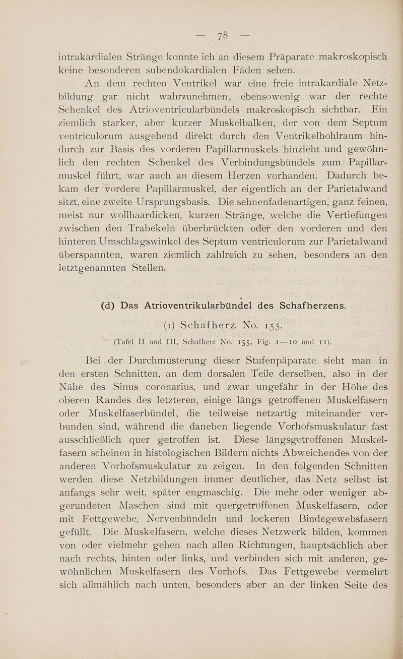 intrakardialen Stränge konnte ich an diesem Präparate makroskopisch keine besonderen subendokardialen Fäden sehen. An dem rechten Ventrikel war eine freie intrakardiale Netz- bildung gar nicht wahrzunehmen, ebensowenig war der rechte Schenkel des Atrioventricularbündels makroskopisch sichtbar. Ein ziemlich starker, aber kurzer Muskelbalken, der von dem Septum ventriculorum ausgehend direkt durch den Ventrikelhohlraum hin- durch zur Basis des vorderen Papillarmuskels hinzieht und gewöhn- lich den rechten Schenkel des Verbindungsbündels zum. Papillar- muskel führt, war auch an diesem Herzen vorhanden. Dadurch be- kam der vordere Papillarmuskel, der eigentlich an der Parietalwand sitzt, eine zweite Ursprungsbasis. Die sehnenfadenartigen, ganz feinen, meist nur wollhaardicken, kurzen Stränge, welche die Vertiefungen zwischen den Irabekeln überbrückten oder den vorderen und den hinteren Umschlagswinkel des Septum ventriculorum zur Parietalwand überspannten, waren ziemlich zahlreich zu sehen, besonders an den letztgenannten Stellen. | (d) Das Atrioventrikularbündel des Schafherzens. (SchafmerzaNo 1573: (Tafel II und III, Schafherz No. 155, Fig. I—IOo und Ir). Bei. der Durchmusterung dieser Stufenpäparate sieht man in den ersten Schnitten, an dem dorsalen Teile derselben, also in der Nähe des Sinus coronarius, und zwar ungefähr in der Höhe des oberen Randes des letzteren, einige längs getroffenen Muskelfasern oder Muskelfaserbündel, die teilweise 'netzartig miteinander ver- bunden sind, während die daneben liegende Vorhofsmuskulatur fast ausschließlich quer getroffen ist. Diese längsgetroffenen Muskel- fasern scheinen in histologischen Bildern nichts Abweichendes von der anderen Vorhofsmuskulatur zu zeigen. In den folgenden Schnitten werden diese Netzbildungen immer deutlicher, das Netz selbst ist anfangs sehr weit, später engmaschig. Die mehr oder weniger. ab- gerundeten Maschen sind mit quergetroöffenen Muskelfasern, oder mit Fettgewebe, Nervenbündeln und lockeren Bindegewebsfasern gefüllt. Die Muskelfasern, welche dieses Netzwerk. bilden, kommen von oder vielmehr gehen nach allen Richtungen, hauptsächlich. aber nach rechts, hinten oder links, und verbinden sich mit anderen, ge- wöhnlichen Muskelfasern des Vorhofs. Das Fettgewebe vermehrt sich allmählich nach unten, besonders aber an der linken Seite des