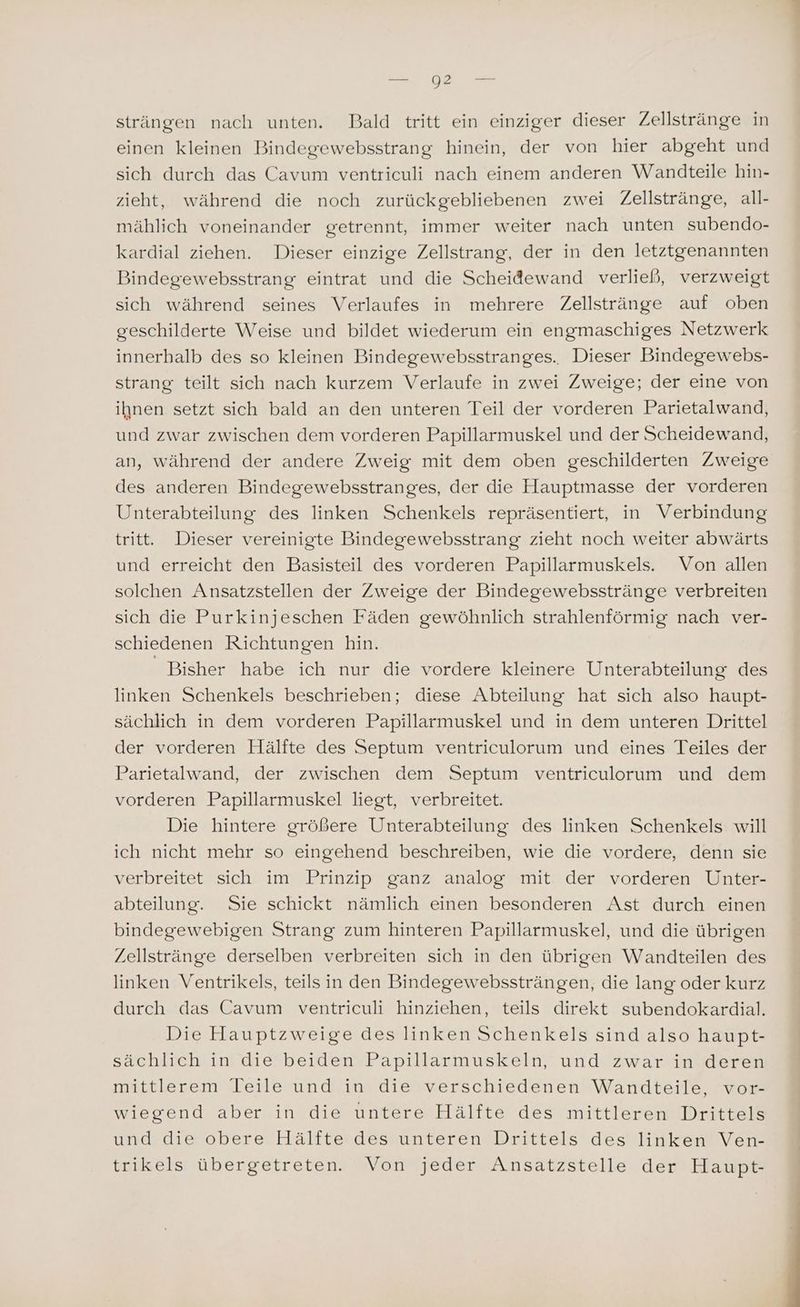 strängen nach unten. Bald tritt ein einziger dieser Zellstränge in einen kleinen Bindegewebsstrang hinein, der von hier abgeht und sich durch das Cavum ventriculi nach einem anderen Wandteile hin- zieht, während die noch zurückgebliebenen zwei Zellstränge, all- mählich voneinander getrennt, immer weiter nach unten subendo- kardial ziehen. Dieser einzige Zellstrang, der in den letztgenannten Bindegewebsstrang eintrat und die Scheidewand verließ, verzweigt sich während seines Verlaufes in mehrere Zellstränge auf oben geschilderte Weise und bildet wiederum ein engmaschiges Netzwerk innerhalb des so kleinen Bindegewebsstranges.. Dieser Bindegewebs- strang teilt sich nach kurzem Verlaufe in zwei Zweige; der eine von ihnen setzt sich bald an den unteren Teil der vorderen Parietalwand, und zwar zwischen dem vorderen Papillarmuskel und der Scheidewand, an, während der andere Zweig mit dem oben geschilderten Zweige des anderen Bindegewebsstranges, der die Hauptmasse der vorderen Unterabteilung des linken Schenkels repräsentiert, in Verbindung tritt. Dieser vereinigte Bindegewebsstrang zieht noch weiter abwärts und erreicht den Basisteil des vorderen Papillarmuskels. Von allen solchen Ansatzstellen der Zweige der Bindegewebsstränge verbreiten sich die Purkinjeschen Fäden gewöhnlich strahlenförmig nach ver- schiedenen Richtungen hin. “Bisher habe ich nur die vordere kleinere Unterabteilung des linken Schenkels beschrieben; diese Abteilung hat sich also haupt- sächlich in dem vorderen Papillarmuskel und in dem unteren Drittel der vorderen Hälfte des Septum ventriculorum und eines Teiles der Parietalwand, der zwischen dem Septum ventriculorum und dem vorderen Papillarmuskel liegt, verbreitet. Die hintere größere Unterabteilung des linken Schenkels will ich nicht mehr so eingehend beschreiben, wie die vordere, denn sie verbreitet sich im Prinzip ganz analog mit der vorderen Unter- abteilung. Sie schickt nämlich einen besonderen Ast durch einen bindegewebigen Strang zum hinteren Papillarmuskel, und die übrigen Zellstränge derselben verbreiten sich in den übrigen Wandteilen des linken Ventrikels, teils in den Bindegewebssträngen, die lang oder kurz durch das Cavum ventriculi hinziehen, teils direkt subendokardial. Die Hauptzweige des linken Schenkels sind also haupt- sächlich in die beiden Papillarmuskeln, und zwar in deren mittlerem Teile und in die verschiedenen Wandteile, vor- wiegend aber in die untere Hälfte des mittleren Drittels und die obere Hälfte des unteren Drittels des linken Ven- trikels übergetreten. Von jeder Ansatzstelle der Haupt-