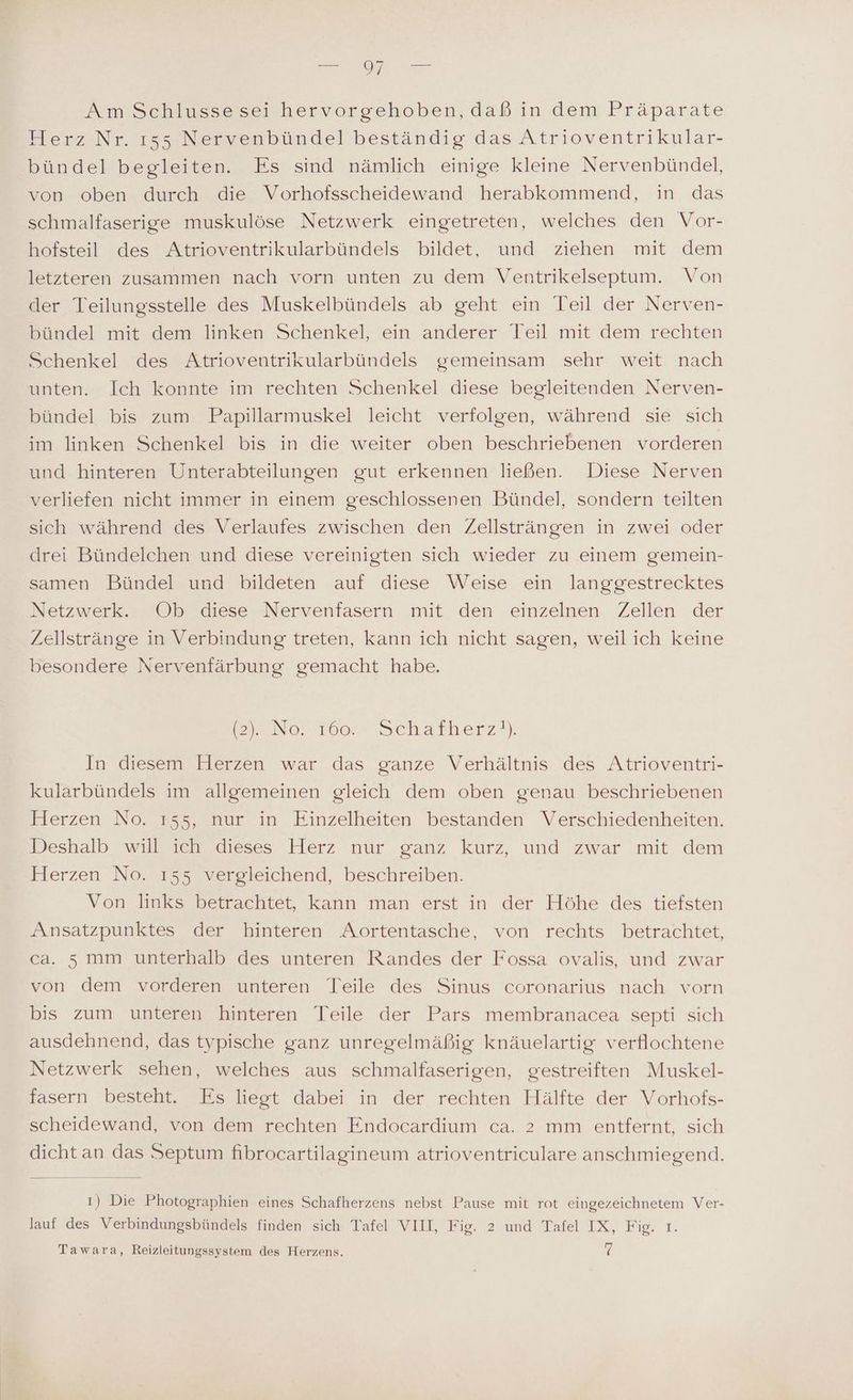 Am Schlusse sei hervorgehoben, daß in dem Präparate Herz Nr. ı55 Nervenbündel beständig das Atrioventrikular- bündel begleiten. Es sind nämlich einige kleine Nervenbündel, von oben durch die Vorhofsscheidewand herabkommend, in das schmalfaserige muskulöse Netzwerk eingetreten, welches den Vor- hofsteil des Atrioventrikularbündels bildet, und ziehen mit dem letzteren zusammen nach vorn unten zu dem Ventrikelseptum. Von der Teilungsstelle des Muskelbündels ab geht ein Teil der Nerven- bündel mit dem linken Schenkel, ein anderer Teil mit dem rechten Schenkel des Atrioventrikularbündels gemeinsam sehr weit nach unten. Ich konnte im rechten Schenkel diese begleitenden Nerven- bündel bis zum Papillarmuskel leicht verfolgen, während sie sich im linken Schenkel bis in die weiter oben beschriebenen vorderen und hinteren Unterabteilungen gut erkennen ließen. Diese Nerven verliefen nicht immer in einem geschlossenen Bündel, sondern teilten sich während des Verlaufes zwischen den Zellsträngen in zwei oder drei Bündelchen und diese vereinigten sich wieder zu einem gemein- samen Bündel und bildeten auf diese Weise ein langgestrecktes Netzwerk. Ob diese Nervenfasern mit den einzelnen Zellen der Zellstränge in Verbindung treten, kann ich nicht sagen, weil ich keine besondere Nervenfärbung gemacht habe. 2 No: 160: Schafherz?) In diesem Herzen war das ganze Verhältnis des Atrioventri- kularbündels im allgemeinen gleich dem oben genau beschriebenen Herzen No. ı535, nur in Einzelheiten bestanden Verschiedenheiten. Deshalb will ich dieses Herz nur ganz kurz, und zwar mit dem Herzen No. 155 vergleichend, beschreiben. Von links betrachtet, kann man erst in der Höhe des tiefsten Ansatzpunktes der hinteren Aortentasche, von rechts betrachtet, ca. 5 mm unterhalb des unteren Randes der Fossa ovalis, und zwar von dem vorderen unteren Teile des Sinus coronarius nach vorn bis zum unteren hinteren Teile der Pars membranacea septi sich ausdehnend, das typische ganz unregelmäßig knäuelartig verflochtene Netzwerk sehen, welches aus schmalfaserigen, gestreiften Muskel- fasern besteht. Es liegt dabei in der rechten Hälfte der Vorhofs- scheidewand, von dem rechten Endocardium ca. 2 mm entfernt, sich dicht an das Septum fibrocartilagineum atrioventriculare anschmiegend. ı) Die Photographien eines Schafherzens nebst Pause mit rot eingezeichnetem Ver- lauf des Verbindungsbündels finden sich Tafel VIII, Fig. 2 und Tafel IX, Fig. ı. Tawara, Reizleitungssystem des Herzens.
