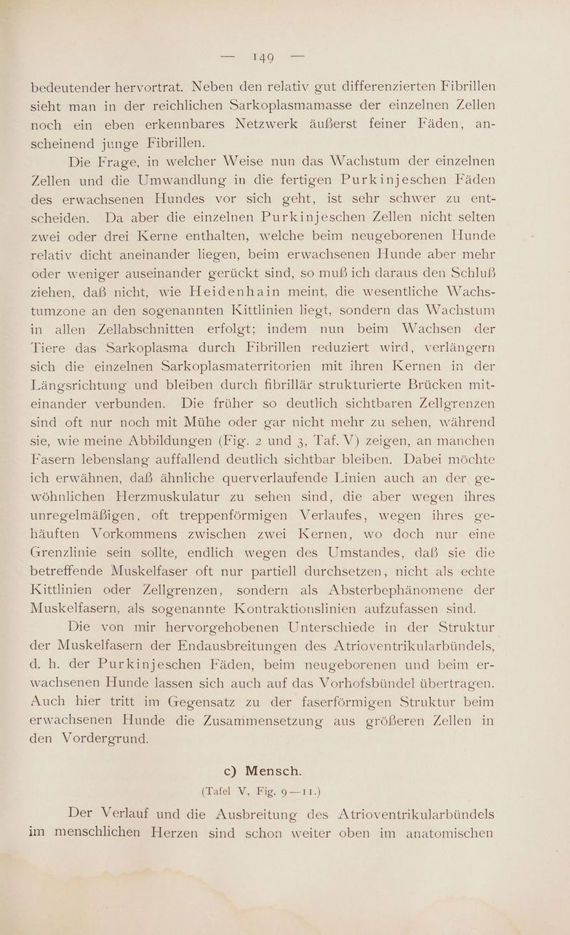 bedeutender hervortrat. Neben den relativ gut differenzierten Fibrillen sieht man in der reichlichen Sarkoplasmamasse der einzelnen Zellen noch ein eben erkennbares Netzwerk äußerst feiner Fäden, an- scheinend junge Fibrillen. Die Frage, in welcher Weise nun das Wachstum der einzelnen Zellen und die Umwandlung in die fertigen Purkinjeschen Fäden des erwachsenen Hundes vor sich geht, ist schr schwer zu ent- scheiden. Da aber die einzelnen Purkinjeschen Zellen nicht selten zwei oder drei Kerne enthalten, welche beim neugeborenen Hunde relativ dicht aneinander liegen, beim erwachsenen Hunde aber mehr oder weniger auseinander gerückt sind, so muß ich daraus den Schluß ziehen, daß nicht, wie Heidenhain meint, die wesentliche Wachs- tumzone an den sogenannten Kittlinien liegt, sondern das Wachstum in allen Zellabschnitten erfolgt; indem nun beim Wachsen der Tiere das Sarkoplasma durch Fibrillen reduziert wird, verlängern sich die einzelnen Sarkoplasmaterritorien mit ihren Kernen in der Längsrichtung und bleiben durch fibrillär strukturierte Brücken mit- einander verbunden. Die früher so deutlich sichtbaren Zellgrenzen sind oft nur noch mit Mühe oder gar nicht mehr zu sehen, während sie, wie meine Abbildungen (Fig. 2 und 3, Taf. V) zeigen, an manchen Fasern lebenslang auffallend deutlich sichtbar bleiben. Dabei möchte ich erwähnen, daß ähnliche querverlaufende Linien auch an der ge- wöhnlichen Herzmuskulatur zu sehen sind, die aber wegen ihres unregelmäßigen, oft treppenförmigen Verlaufes, wegen ihres ge- häuften Vorkommens zwischen zwei Kernen, wo doch nur eine Grenzlinie sein sollte, endlich wegen des Umstandes, daß sie die betreffende Muskelfaser oft nur partiell durchsetzen, nicht als echte Kittlinien oder Zellgrenzen, sondern als Absterbephänomene der Muskelfasern, als sogenannte Kontraktionslinien aufzufassen sind. Die von mir hervorgehobenen Unterschiede in der Struktur der Muskelfasern der Endausbreitungen des Atrioventrikularbündels, d. h. der Purkinjeschen Fäden, beim neugeborenen und beim er- wachsenen Hunde lassen sich auch auf das Vorhofsbündel übertragen. Auch hier tritt im Gegensatz zu der faserförmigen Struktur beim erwachsenen Hunde die Zusammensetzung aus größeren Zellen in den Vordergrund. c) Mensch. (Tafel V, Fig. 9— 11.) Der Verlauf und die Ausbreitung des Atrioventrikularbündels im menschlichen Herzen sind schon weiter oben im anatomischen