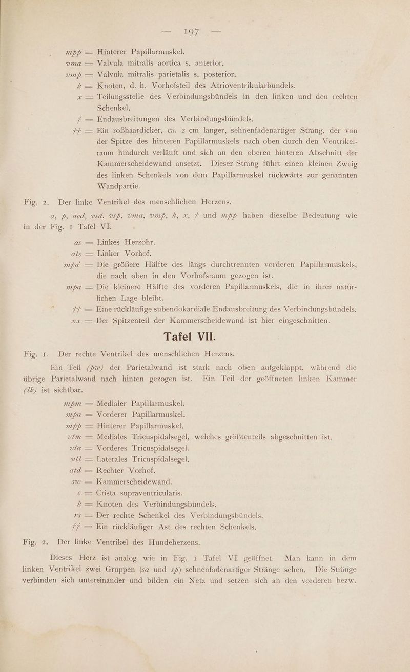 ee . mpp —= Hinterer Papillarmuskel. vma — Valvula mitralis aortica s. anterior. vmp — Valvula mitralis parietalis s. posterior. % — Knoten, d. h. Vorhofsteil des Atrioventrikularbündels. x — Teilungsstelle des Verbindungsbündels in den linken und den rechten Schenkel. + — Endausbreitungen des Verbindungsbündels, 77 — Ein roßhaardicker, ca. 2 cm langer, sehnenfadenartiger Strang, der von der Spitze des hinteren Papillarmuskels nach oben durch den Ventrikel- raum hindurch verläuft und sich an den oberen hinteren Abschnitt der Kammerscheidewand ansetzt. Dieser Strang führt einen kleinen Zweig des linken Schenkels von dem Papillarmuskei rückwärts zur genannten Wandpartie. Fig. 2. Der linke Ventrikel des menschlichen Herzens. a, ß, acd, vsd, vsp, vma, vmp, k, x, 7 und 25 haben dieselbe Bedeutung wie in. der‘ Fig..1r Taiel2VE as = Einkes Herzohr. ats — Linker Vorhof. mpa — Die größere Hälfte des längs durchtrennten vorderen Papillarmuskels, die nach oben in den Vorhofsraum gezogen ist. mpa — Die kleinere Hälfte des vorderen Papillarmuskels, die in ihrer natür- lichen Lage bleibt. . 77 —= Eine rückläufige subendokardiale Endausbreitung des Verbindungsbündels, xx — Der Spitzenteil der Kammerscheidewand ist hier eingeschnitten. Tafel VI. Fig. I. Der rechte Ventrikel des menschlichen Herzens. Ein Teil (dw) der Parietalwand ist stark nach oben aufgeklappt, während die übrige Parietalwand nach hinten gezogen ist. Ein Teil der geöffneten linken Kammer (!k) ist sichtbar. mprm — Medialer Papillarmuskel. mpa = \orderer Papillarmuskel. mpp — Hinterer Papillarmuskel. vtm — Mediales Tricuspidalsegel, welches größtenteils abgeschnitten ist. vta —= Vorderes Tricuspidalsegel. vl —= Laterales Tricuspidalsegel. atd —= Rechter Vorhof. sw — Kammerscheidewand. c —= Crista supraventricularis. ®% — Knoten des Verbindungsbündels. rs —= Der rechte Schenkel des Verbindungsbündels. 7f = Ein rückläufiger Ast des rechten Schenkels. Fig. 2. Der linke Ventrikel des Hundeherzens. Dieses Herz ist analog wie m Fig.’ı Tafel VI geöffnete Man kann in dem linken Ventrikel zwei Gruppen (sa und sö) sehnenfadenartiger Stränge sehen. Die Stränge verbinden sich untereinander und bilden ein Netz und setzen sich an den vorderen bezw.