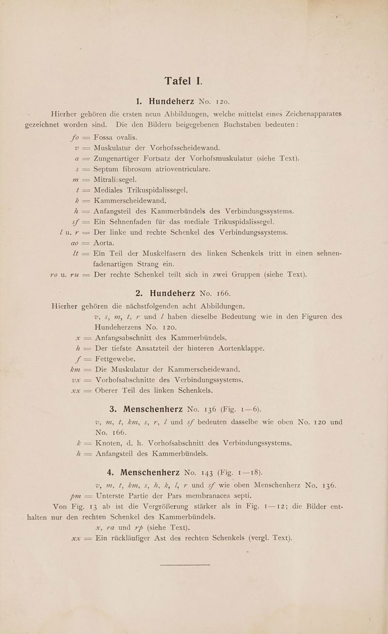 1. Hundeherz No. ı2o0. Hierher gehören die ersten neun Abbildungen, welche mittelst eines Zeichenapparates gezeichnet worden sind. Die den Bildern beigegebenen Buchstaben bedeuten: fo = Fossa ovalis. v — Muskulatur der Vorhofsscheidewand. — Zungenartiger Fortsatz der Vorhofsmuskulatur (siehe Text). — Septum fibrosum atrioventriculare. — Mitralissegel. — Mediales Trikuspidalissegel. a $ m zZ % —= Kammerscheidewand. h — Anfangsteil des Kammerbündels des Verbindungssystems. sf — Ein Sehnenfaden für das mediale Trikuspidalissegel. r = Der linke und rechte Schenkel des Verbindungssystems. ao — Aorta. !t = Ein Teil der Muskelfasern des linken Schenkels tritt in einen sehnen- fadenartigen Strang ein. ro u. ru — Der rechte Schenkel teilt sich in zwei Gruppen (siehe Text). 2. Hundeherz No. 166. Hierher gehören die nächstfolgenden acht Abbildungen. v, s, m, t, r und Z/ haben dieselbe Bedeutung wie in den Figuren des Hundeherzens No. 120. x — Anfangsabschnitt des Kammerbündels. h —= Der tiefste Ansatzteil der hinteren Aortenklappe. f = Fettgewebe. km — Die Muskulatur der Kammerscheidewand. vx — Vorhofsabschnitte des Verbindungssystems. 2% — Oberer Teil des-linken? Schenkels., 3. Menschenherz No. 136 (Fig. 1—6). v, m, t, km, s, r, 2 und sf bedeuten dasselbe wie oben No. 120 und No. 166. rk — Knoten, d. h. Vorhofsabschnitt des Verbindungssystems. /h — Anfangsteil des Kammerbündels. 4. Menschenherz No. 143 (Fig. 1— 18). My t, Ma S, Ma, Und ET Wie ‘oben Menschenherz No. 136. pm = Unterste Partie der Pars membranacea septi. Von Fig. 13 ab ist die Vergrößerung stärker als in Fig. 1—ı2; die Bilder ent- . halten nur den rechten Schenkel des Kammerbündels. x, va und 7 (siehe Text). xx — Ein rückläufiger Ast des rechten Schenkels (vergl. Text).