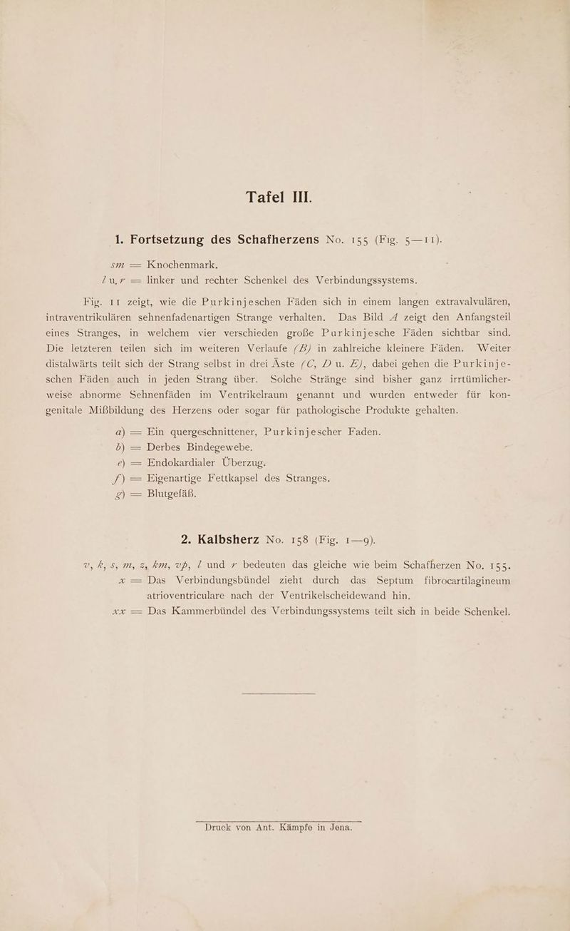 1. Fortsetzung des Schafherzens No. ı55 (Fıg. 5—11). sm — Knochenmark. !u,r = linker und rechter Schenkel des Verbindungssystems. Fig. ıı zeigt, wie die Purkinjeschen Fäden sich in einem langen extravalvulären, intraventrikulären sehnenfadenartigen Strange verhalten. Das Bild 4 zeigt den Anfangsteil eines Stranges, in welchem vier verschieden große Purkinjesche Fäden sichtbar sind. Die letzteren teilen sich im weiteren Verlaufe (3) in zahlreiche kleinere Fäden. Weiter distalwärts teilt sich der Strang selbst in drei Äste (C, Du. Z), dabei gehen die Purkinje- schen Fäden auch in jeden Strang über. Solche Stränge sind bisher ganz irrtümlicher- weise abnorme Sehnenfäden im Ventrikelraum genannt und wurden entweder für kon- genitale Mißbildung des Herzens oder sogar für pathologische Produkte gehalten. a) — Ein quergeschnittener, Purkinjescher Faden. db) —= Derbes Bindegewebe. e) — Endokardialer Überzug. = g) — Blutgefäß. Eigenartige Fettkapsel des Stranges. 2. Kalbsherz No. 158 (Fig. 1—9). v,k,s, m, 2, km, vp, l! und r bedeuten das gleiche wie beim Schafherzen No, 155. x — Das Verbindungsbündel zieht durch das Septum fibrocartilagineum atrioventriculare nach der Ventrikelscheidewand hin. xx —= Das Kammerbündel des Verbindungssystems teilt sich in beide Schenkel. Druck von Ant. Kämpfe in Jena.