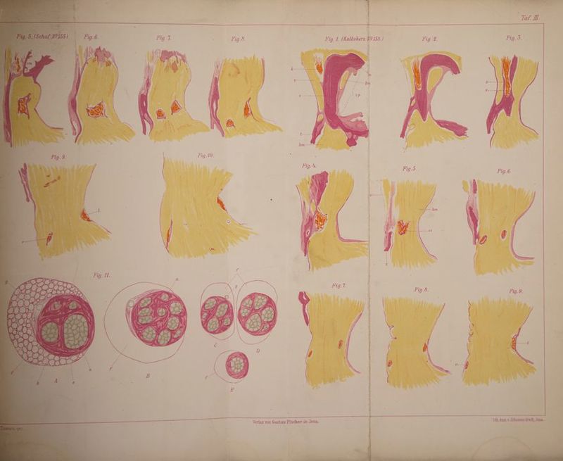 Lih Ans x Johannes Arndt, Jena. 4 A Fig. 1. (Kalbsherz N9158.) r du ...