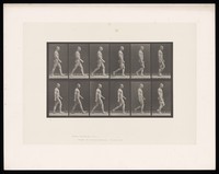 view A man walking. Collotype after Eadweard Muybridge, 1887.