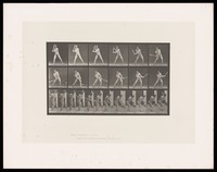 view A man hitting a ball with a bat. Collotype after Eadweard Muybridge, 1887.