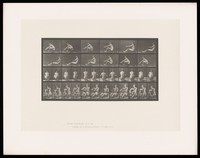 view A man rowing. Collotype after Eadweard Muybridge, 1887.
