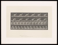 view A little girl crawling. Collotype after Eadweard Muybridge, 1887.