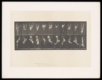 view A gymnast performing on the rings. Collotype after Eadweard Muybridge, 1887.