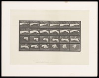 view Movement of the hand, a hand drawing a circle. Collotype after Eadweard Muybridge, 1887.