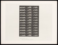 view A woman on the ground with artificially induced convulsions. Collotype after Eadweard Muybridge, 1887.