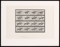 view A galloping horse and rider. Collotype after Eadweard Muybridge, 1887.