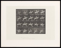 view A horse jumping a hurdle. Collotype after Eadweard Muybridge, 1887.