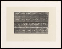 view A horse jumping over three ponies. Collotype after Eadweard Muybridge, 1887.