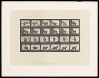 view A man falling off a horse. Collotype after Eadweard Muybridge, 1887.