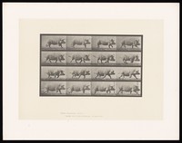 view A pig running. Collotype after Eadweard Muybridge, 1887.