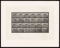 view A deer buck running. Collotype after Eadweard Muybridge, 1887.