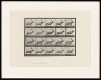 view A moose walking. Collotype after Eadweard Muybridge, 1887.