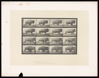 view A buffalo walking. Collotype after Eadweard Muybridge, 1887.