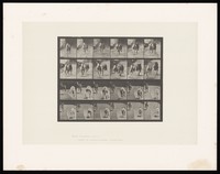 view Two dogs racing. Collotype after Eadweard Muybridge, 1887.