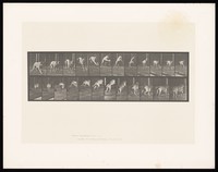 view A dog jumping a hurdle. Collotype after Eadweard Muybridge, 1887.