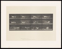 view Three dogs fighting over a piece of cloth. Collotype after Eadweard Muybridge, 1887.