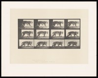 view A tiger walking. Collotype after Eadweard Muybridge, 1887.