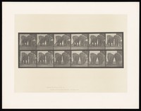 view Two elephants and zoo keeper walking. Collotype after Eadweard Muybridge, 1887.