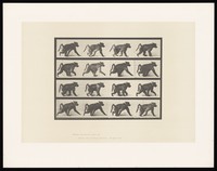 view A monkey walking. Collotype after Eadweard Muybridge, 1887.